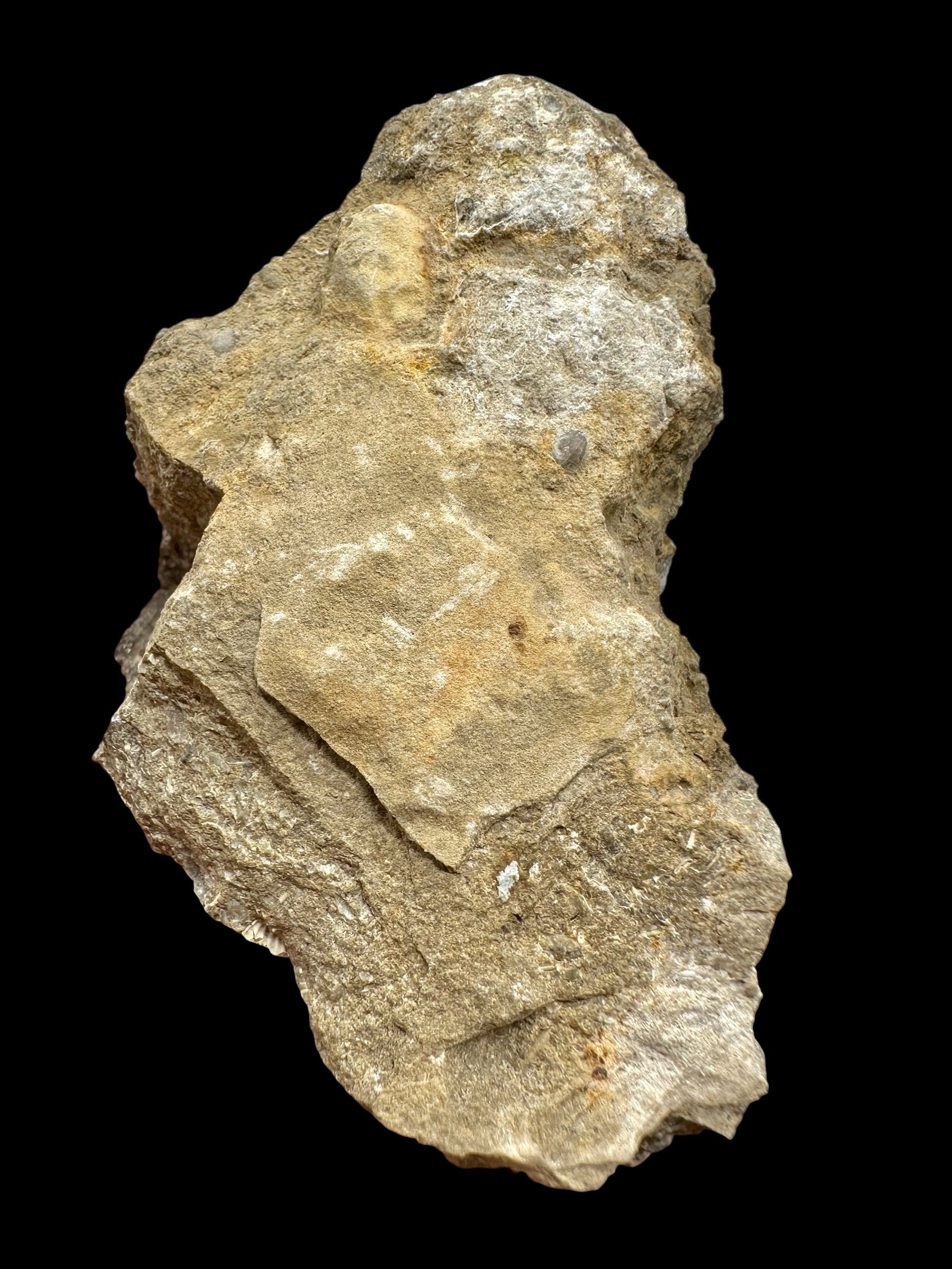 Trilobite Encrinuraspis beaumonti + brachiopoda Atrypoidea linguata – Kosov Quarry, Czech Republic - TN111