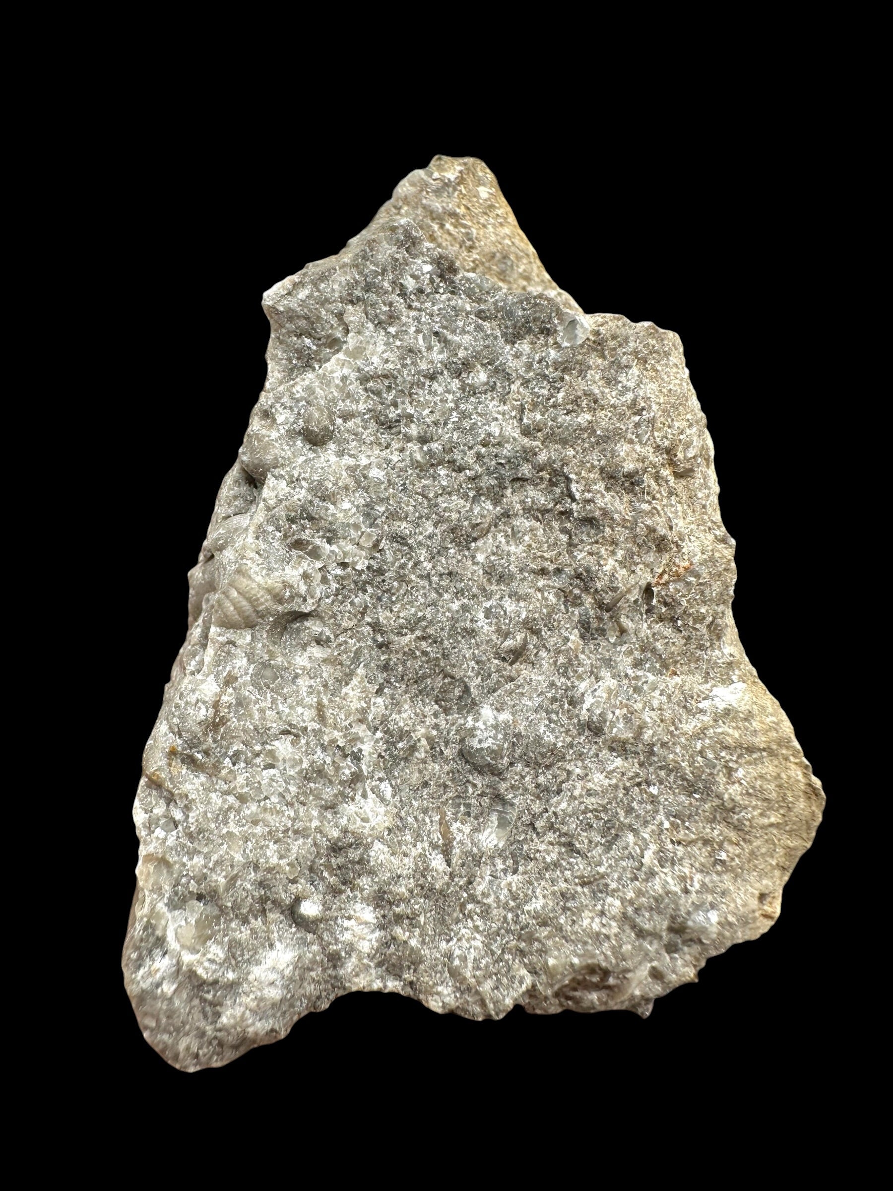 Trilobite Encrinuraspis beaumonti + brachiopoda Atrypoidea linguata – Kosov Quarry, Czech Republic - TN111