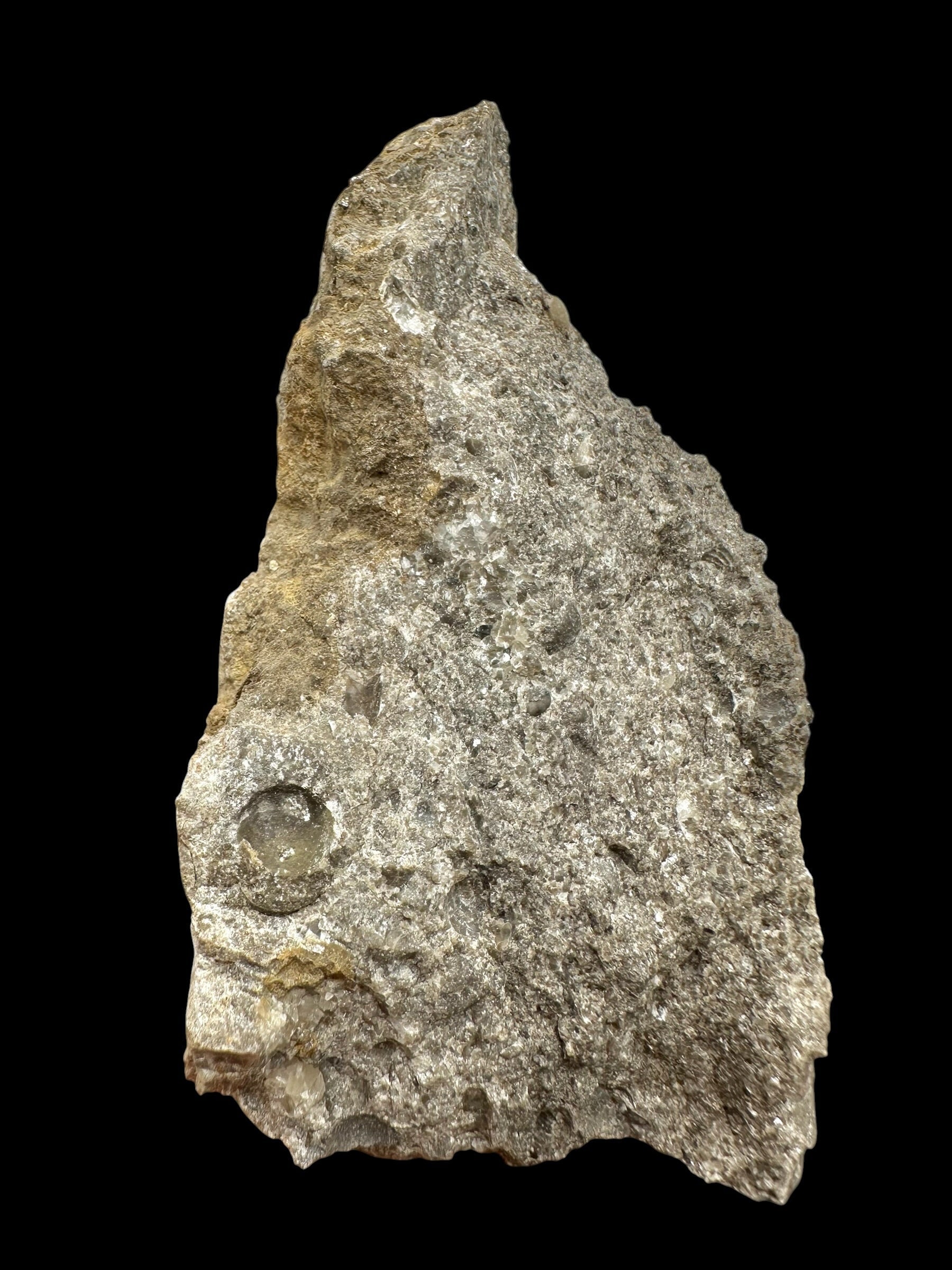 Trilobite Encrinuraspis beaumonti + brachiopoda Atrypoidea linguata – Kosov Quarry, Czech Republic - TN111