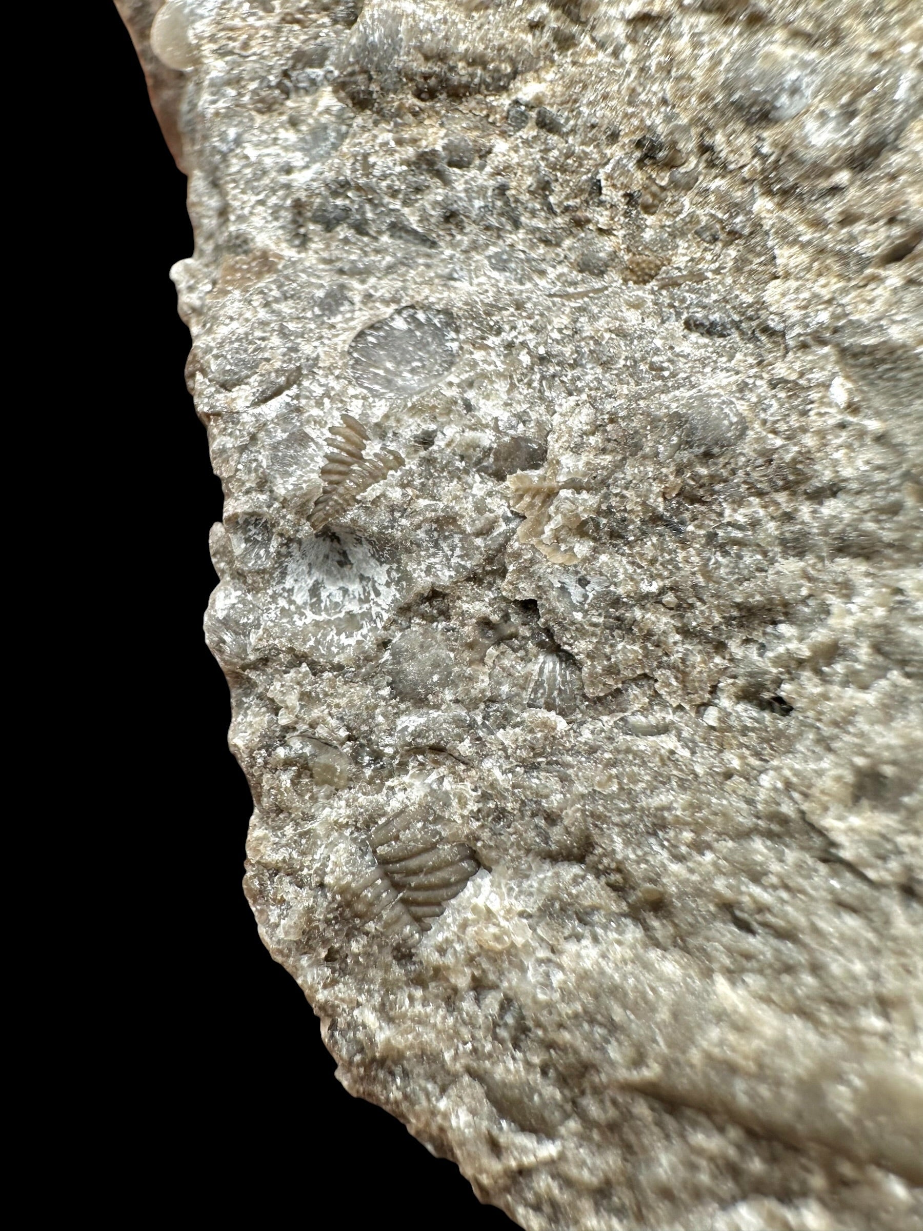 Trilobite Encrinuraspis beaumonti + brachiopoda Atrypoidea linguata – Kosov Quarry, Czech Republic - TN111