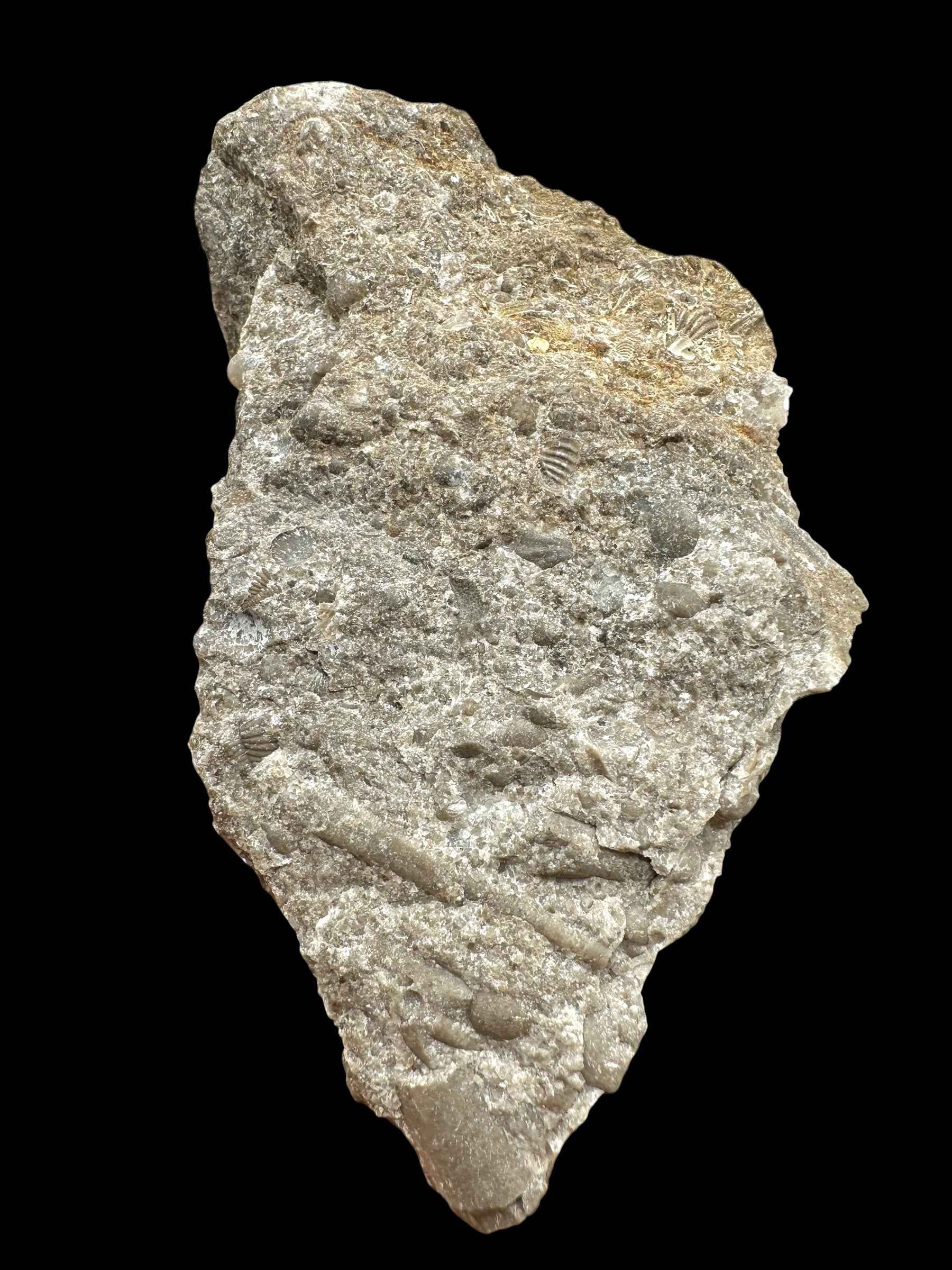 Trilobite Encrinuraspis beaumonti + brachiopoda Atrypoidea linguata – Kosov Quarry, Czech Republic - TN111