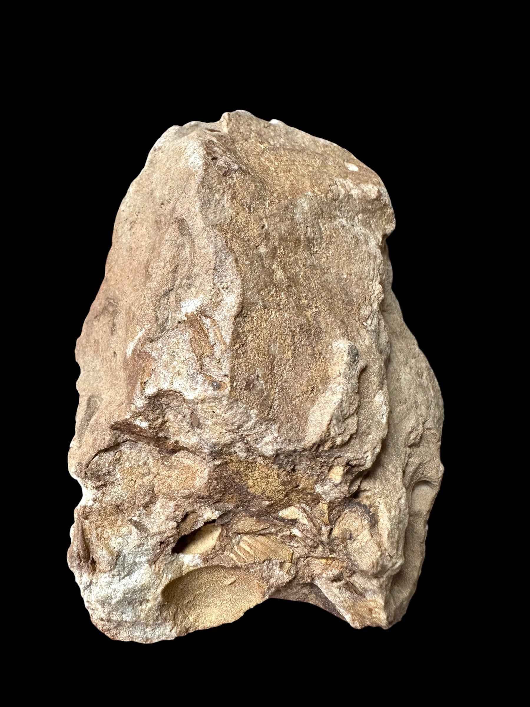 Trilobite Dalmanitina socialis – Vesela u Berouna, CZ - TN112