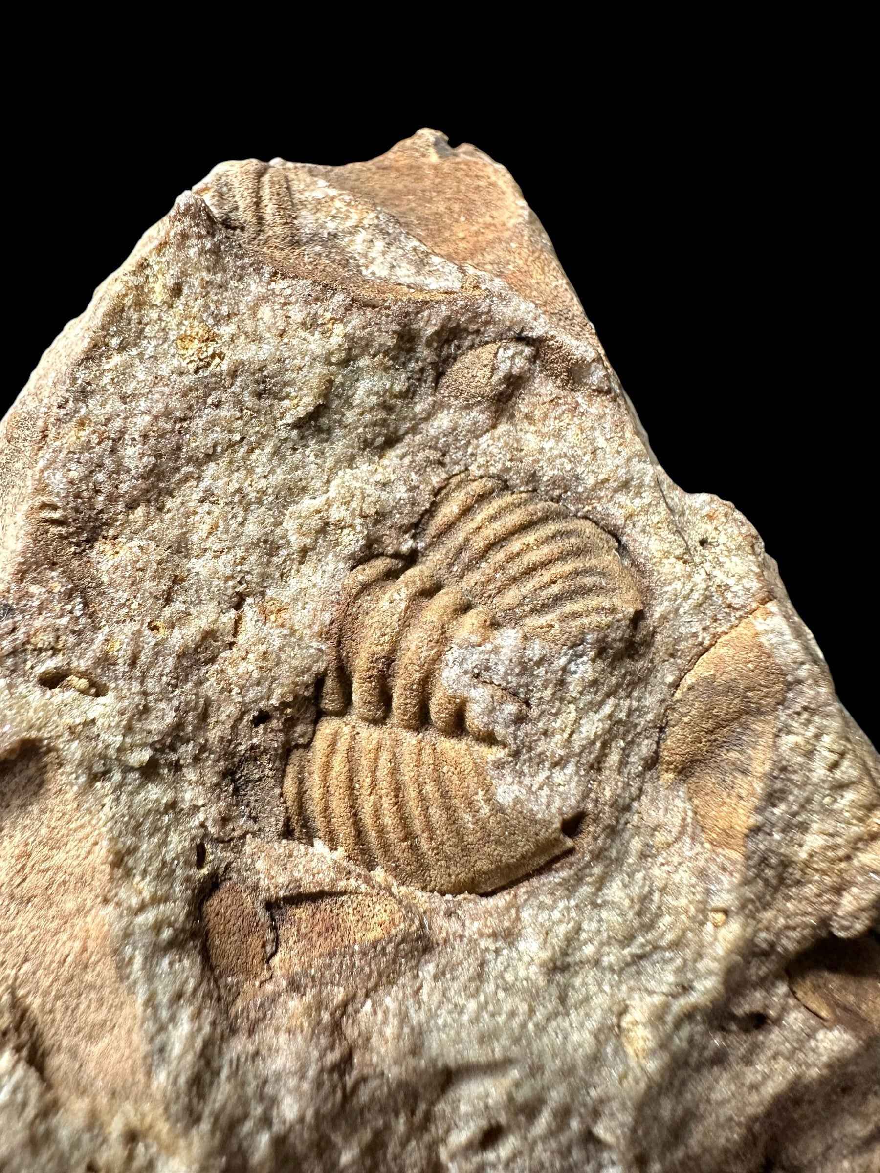Trilobite Dalmanitina socialis – Vesela u Berouna, CZ - TN112
