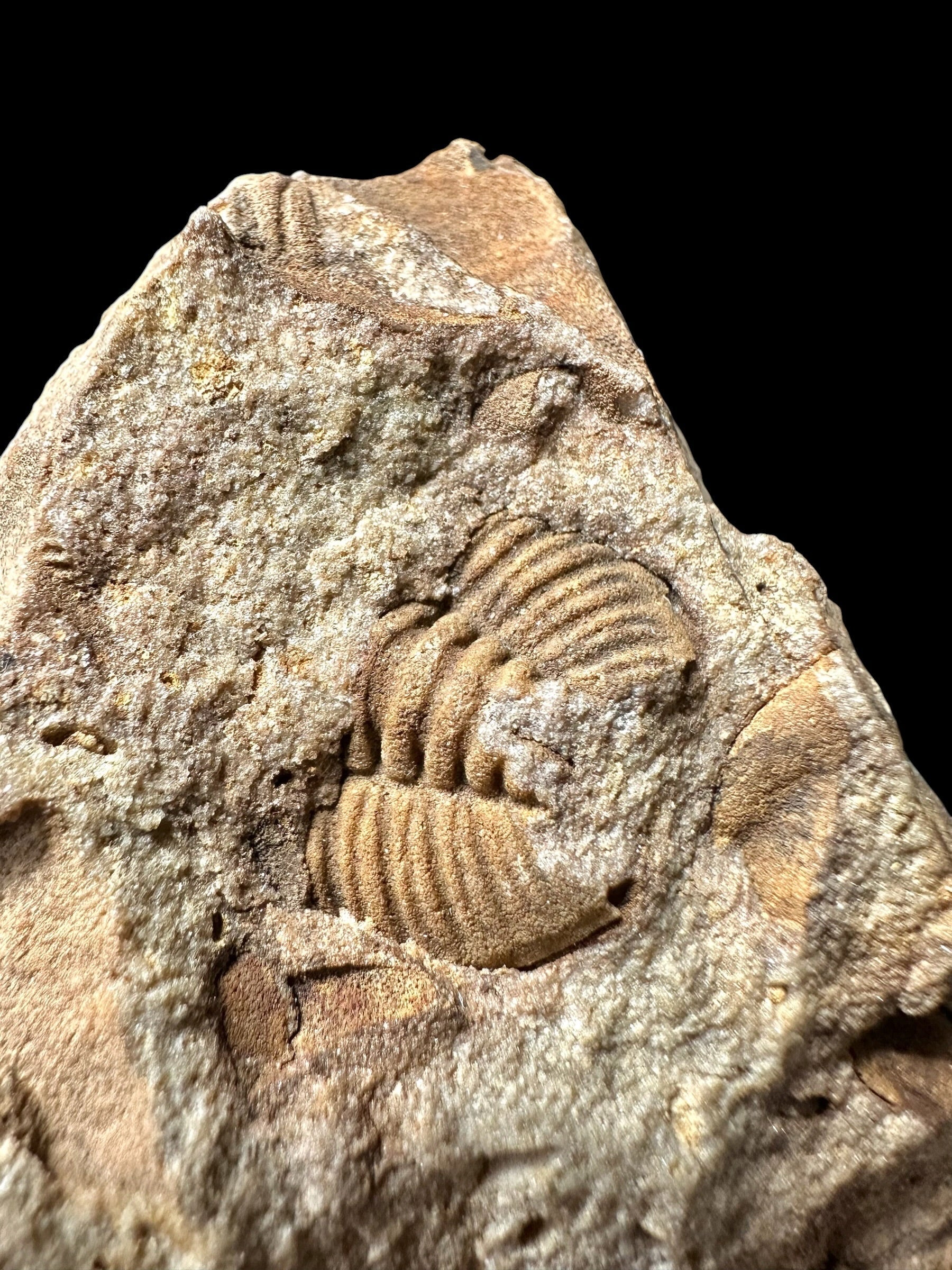 Trilobite Dalmanitina socialis – Vesela u Berouna, CZ - TN112