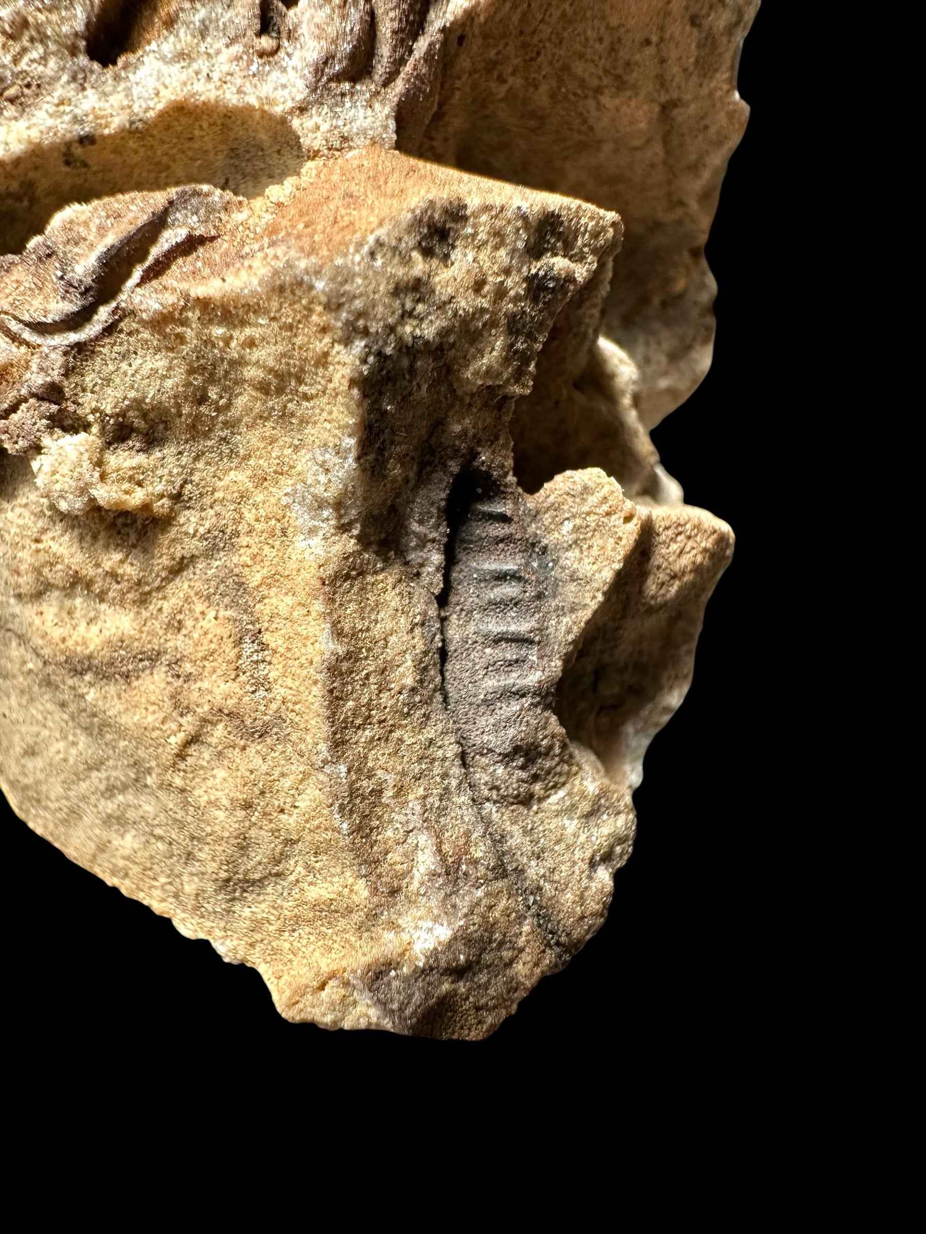 Trilobite Dalmanitina socialis – Vesela u Berouna, CZ - TN112