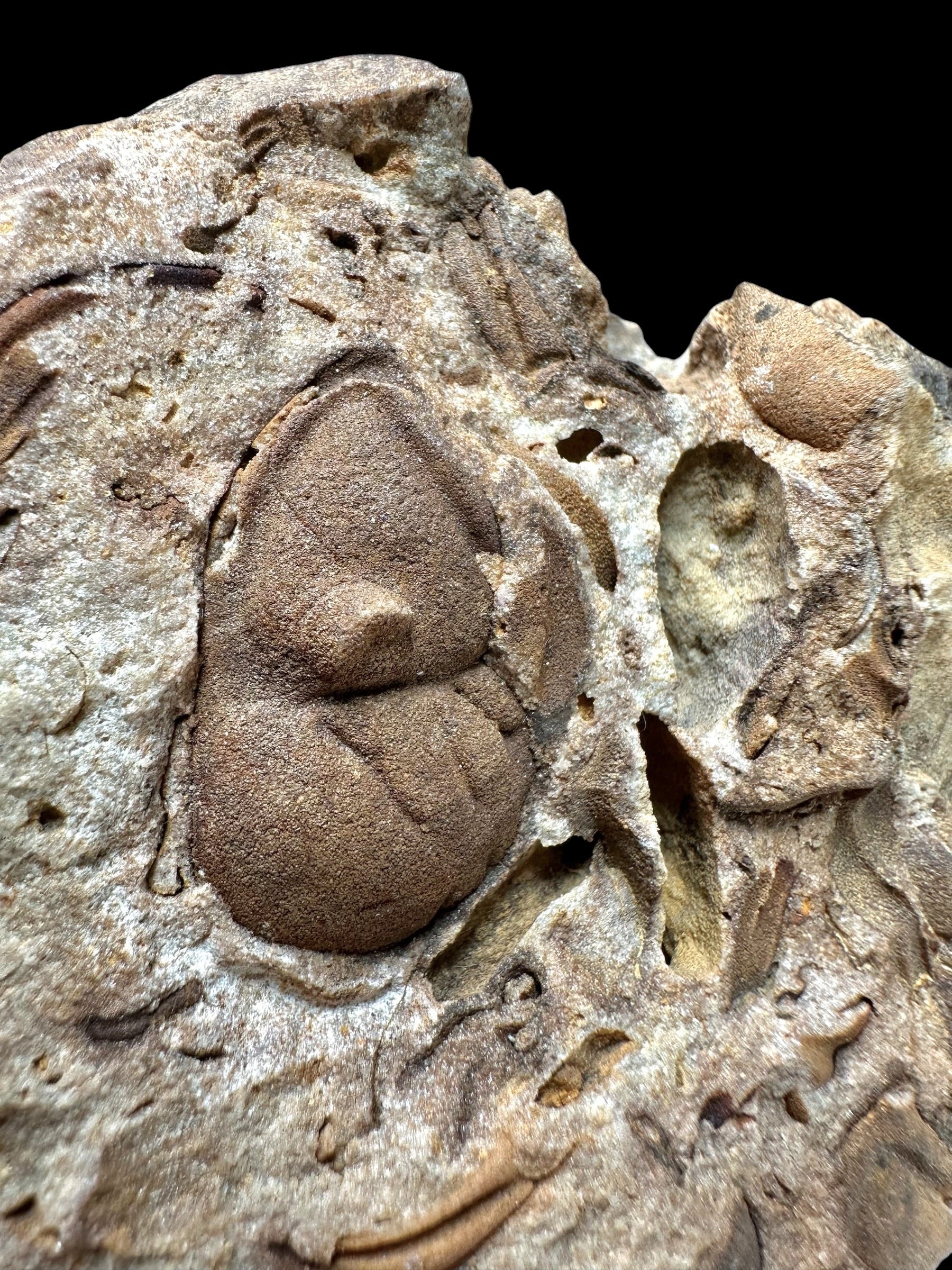 Trilobite Dalmanitina socialis – Vesela u Berouna, CZ - TN112