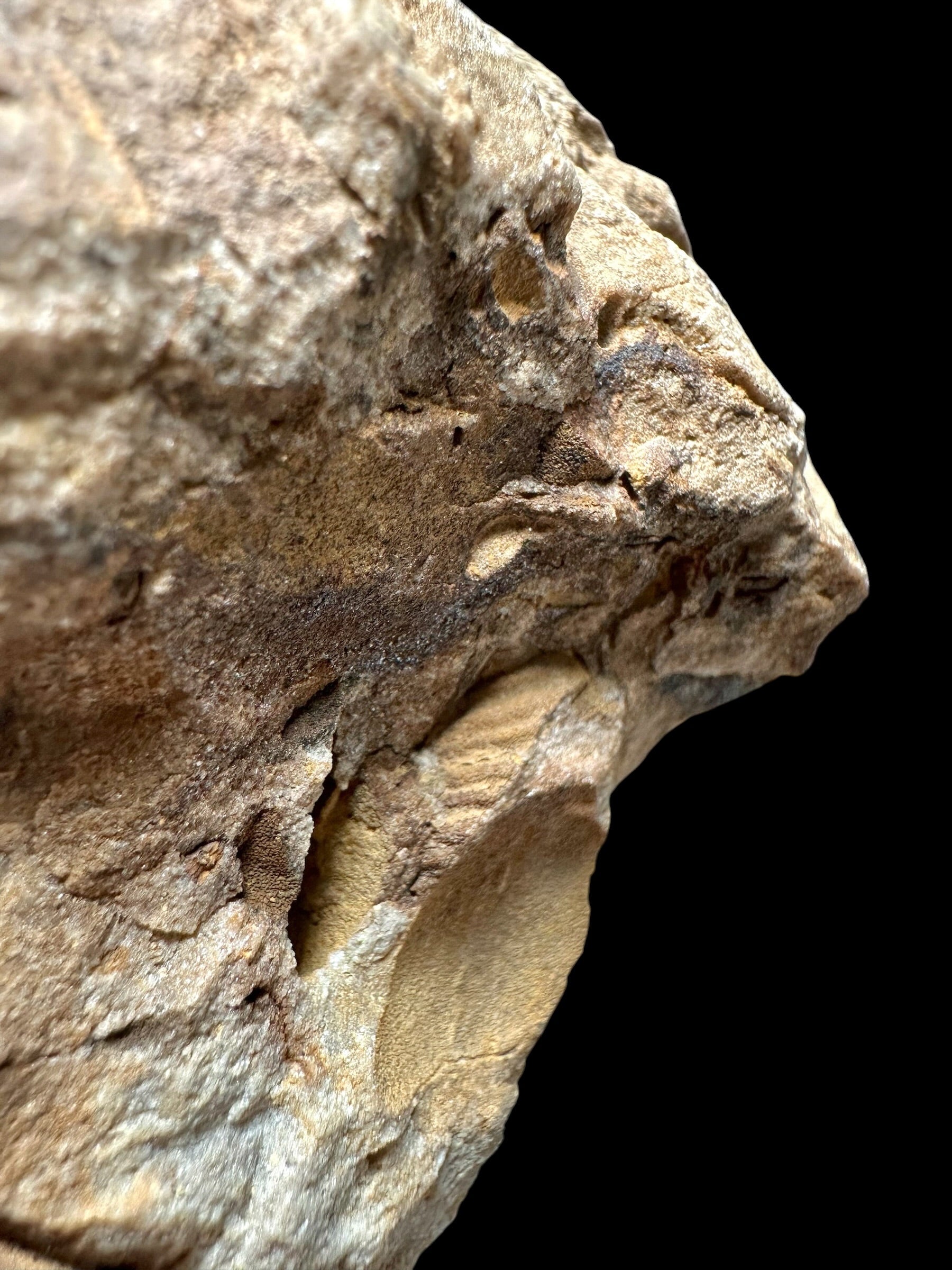 Trilobite Dalmanitina socialis – Vesela u Berouna, CZ - TN112