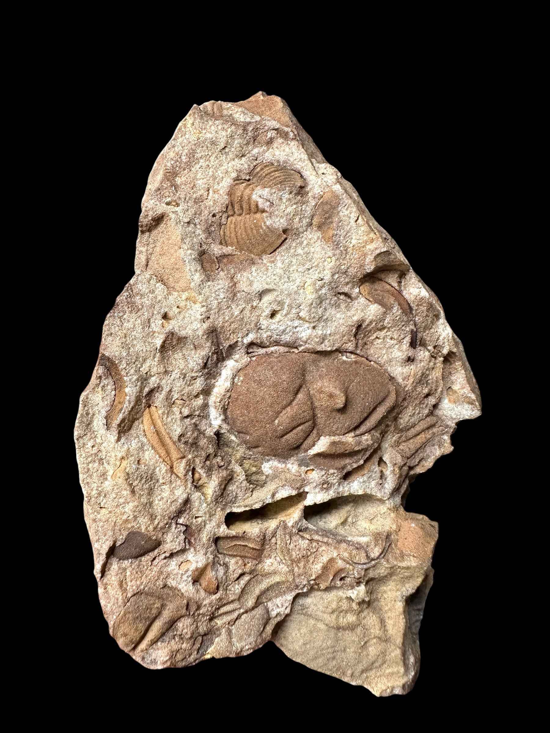 Trilobite Dalmanitina socialis – Vesela u Berouna, CZ - TN112