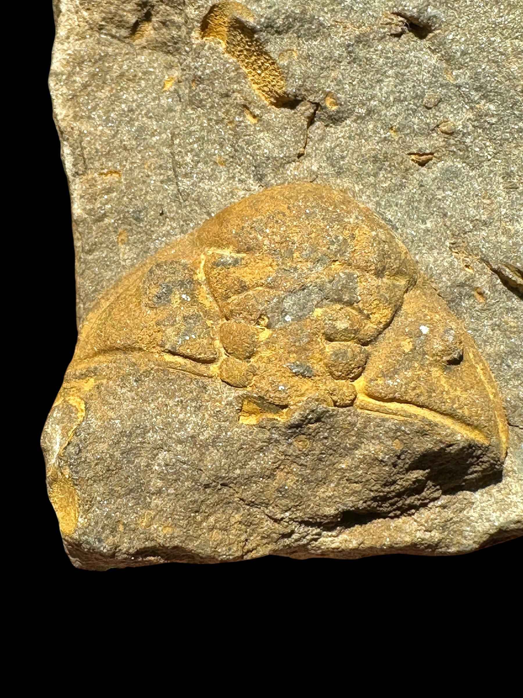 Trilobite Dalmanitina socialis – Lisek u Berouna, CZ - TN113