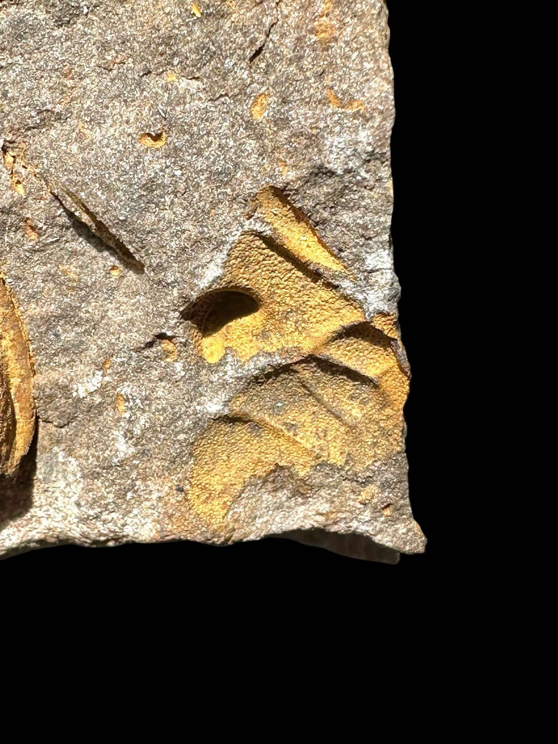 Trilobite Dalmanitina socialis – Lisek u Berouna, CZ - TN113