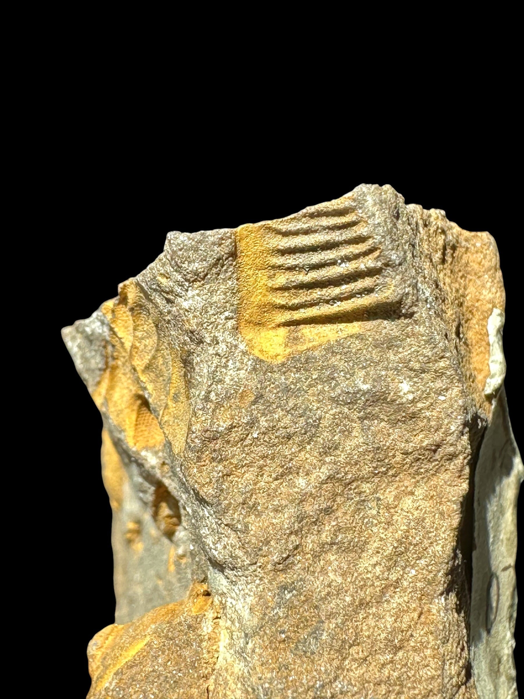 Trilobite Dalmanitina socialis – Lisek u Berouna, CZ - TN113