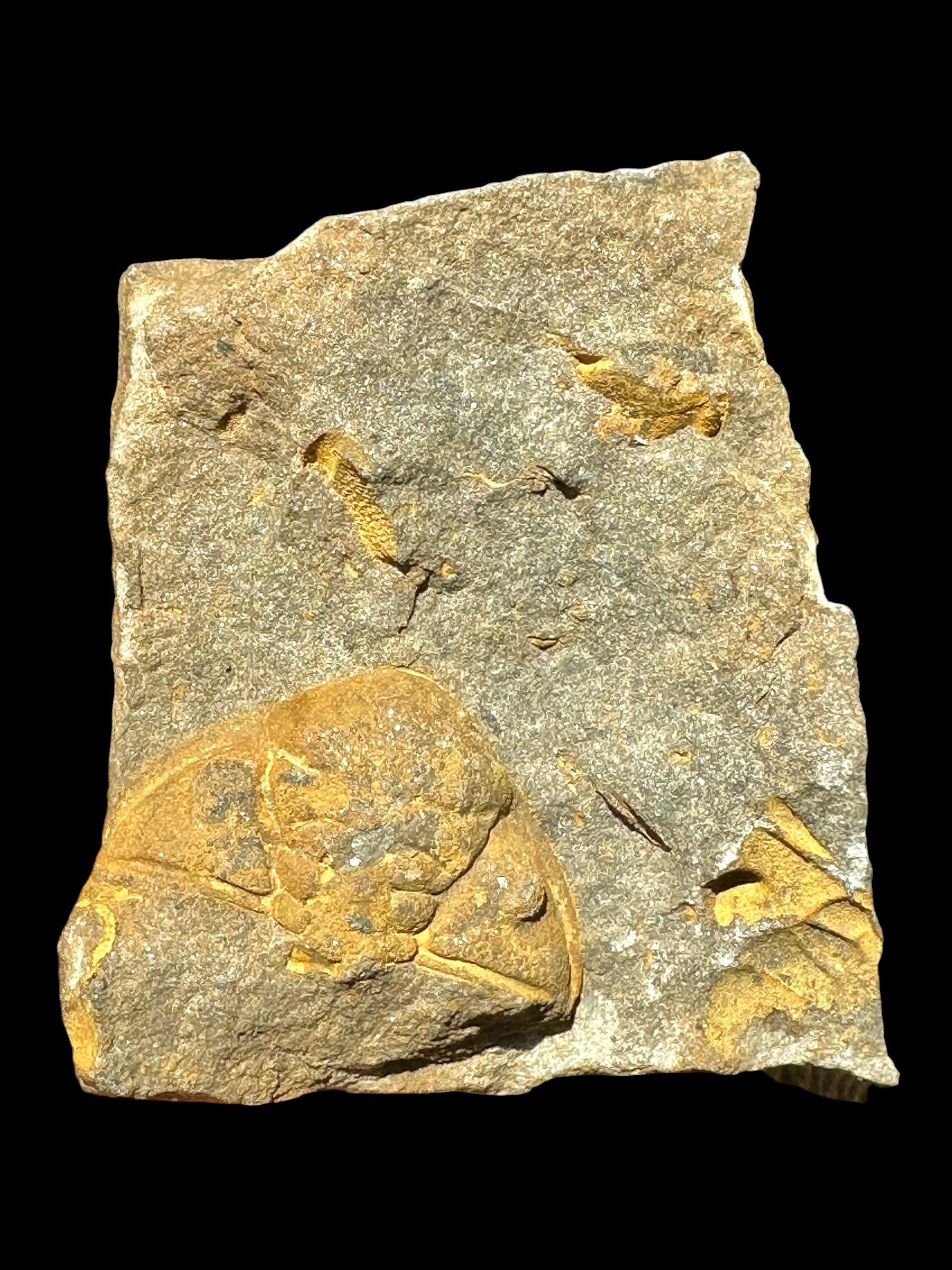 Trilobite Dalmanitina socialis – Lisek u Berouna, CZ