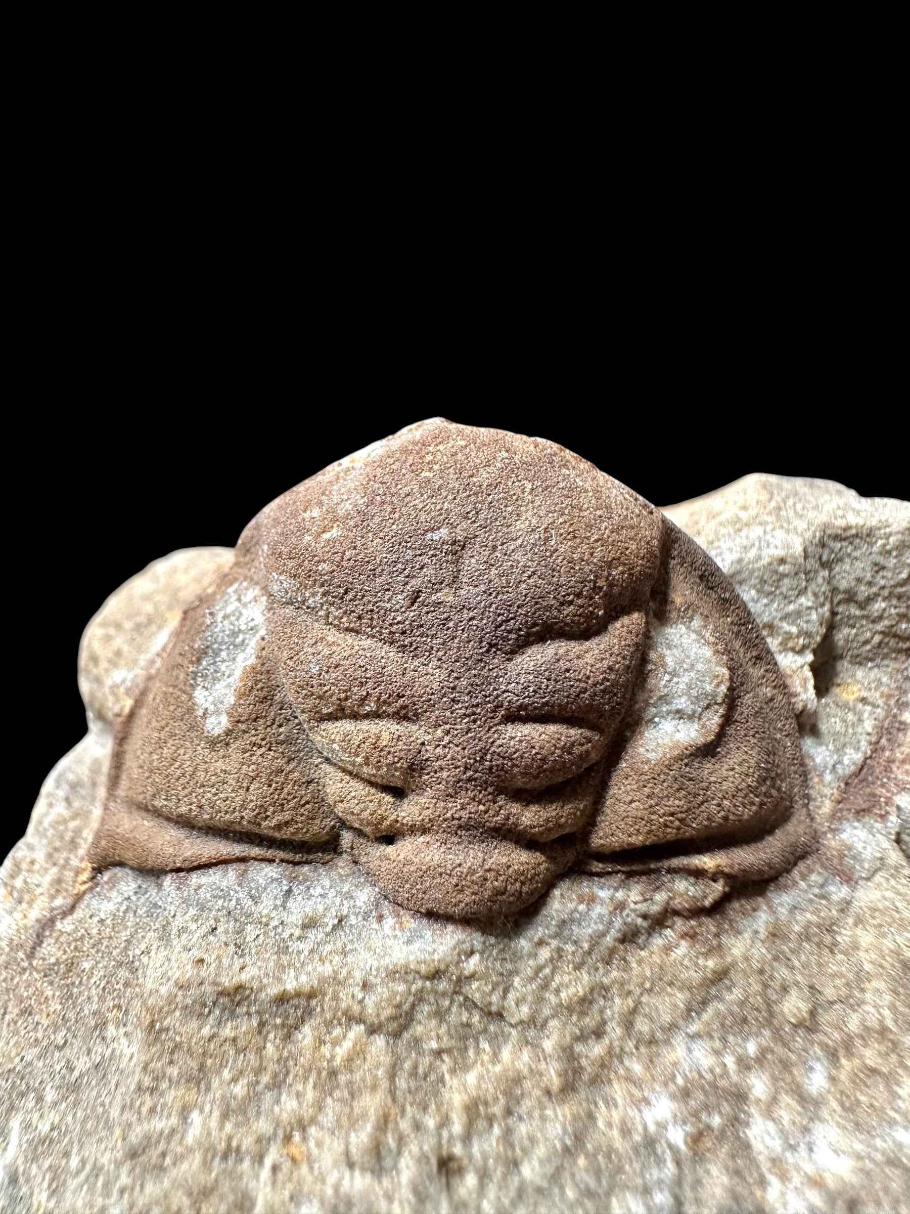 Trilobite Dalmanitina socialis – Drabov u Berouna, CZ - TN114