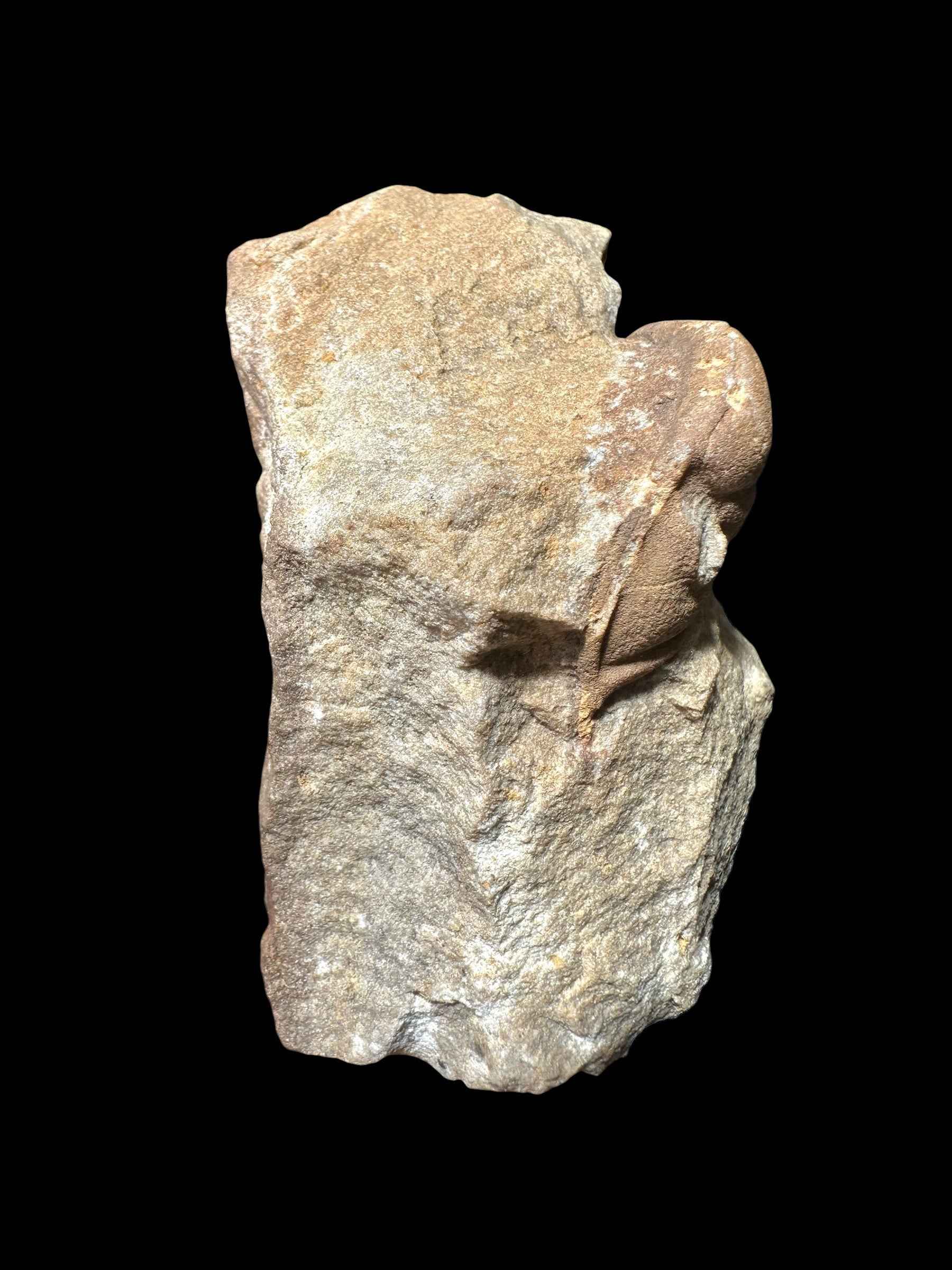 Trilobite Dalmanitina socialis – Drabov u Berouna, CZ - TN114