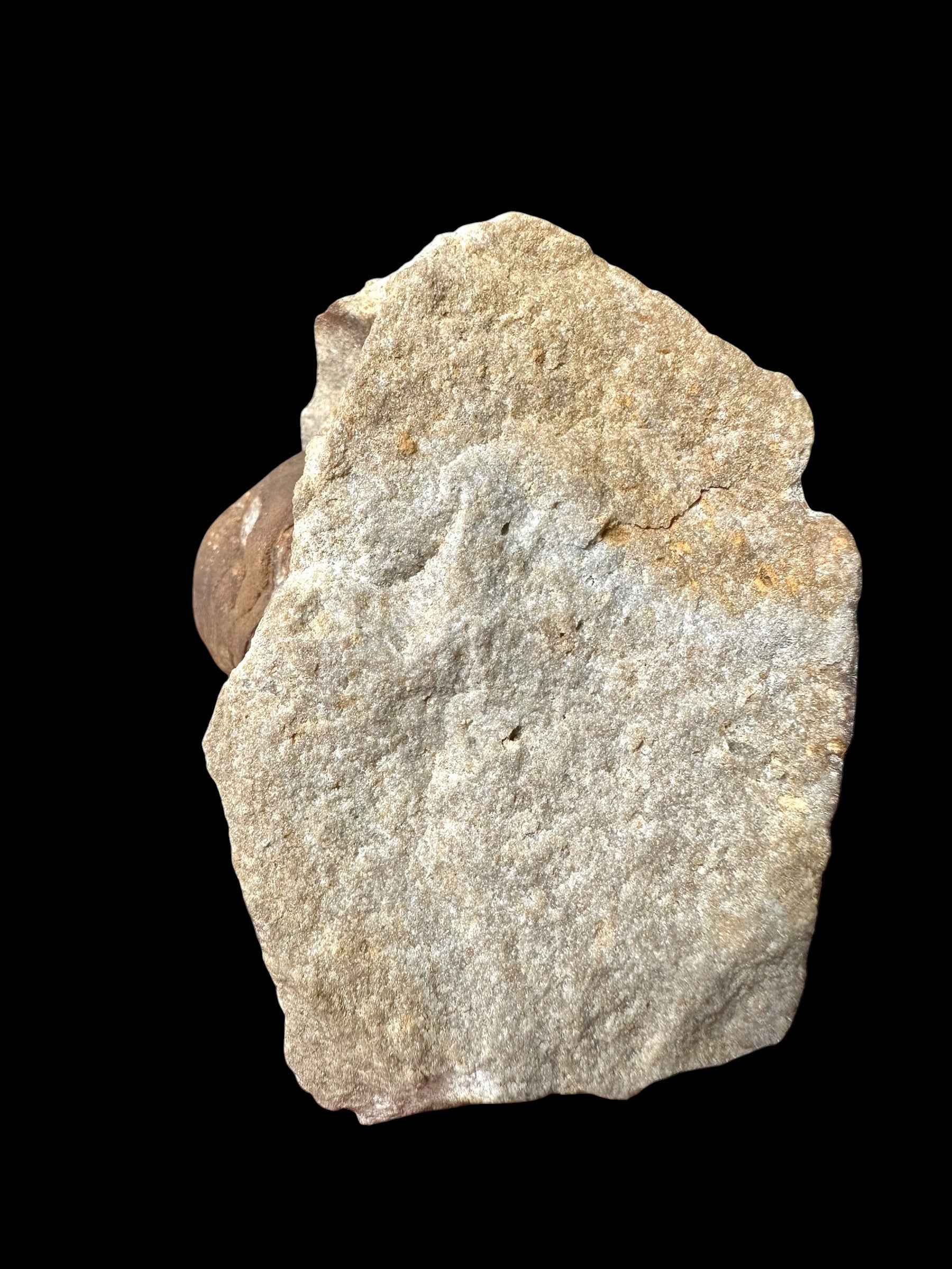 Trilobite Dalmanitina socialis – Drabov u Berouna, CZ - TN114