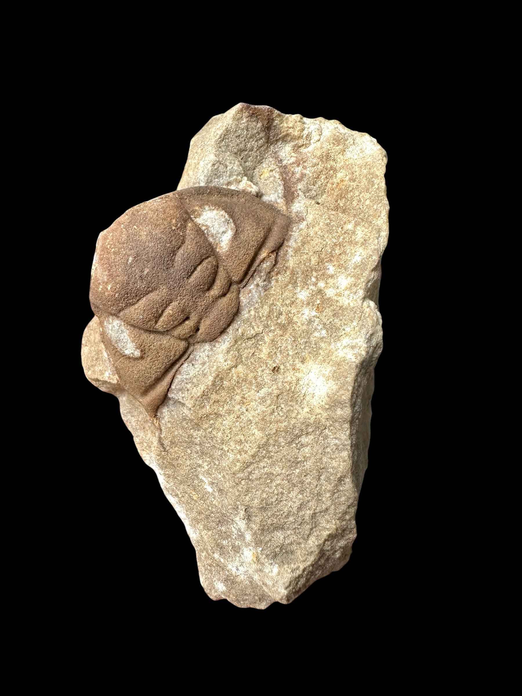 Trilobite Dalmanitina socialis – Drabov u Berouna, CZ - TN114