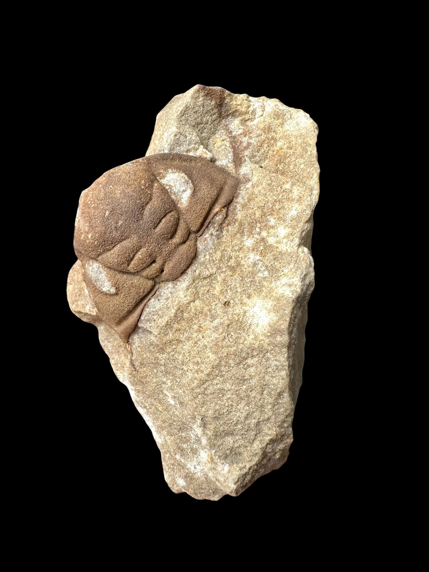 Trilobite Dalmanitina socialis – Drabov u Berouna, CZ