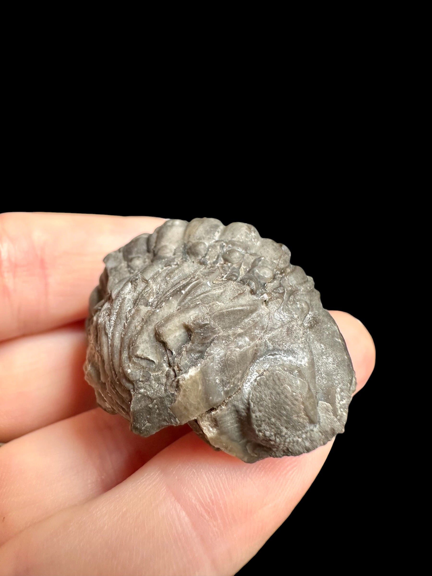 Trilobite Reedops sternbergi – Damil u Tetina, CZ - TN116