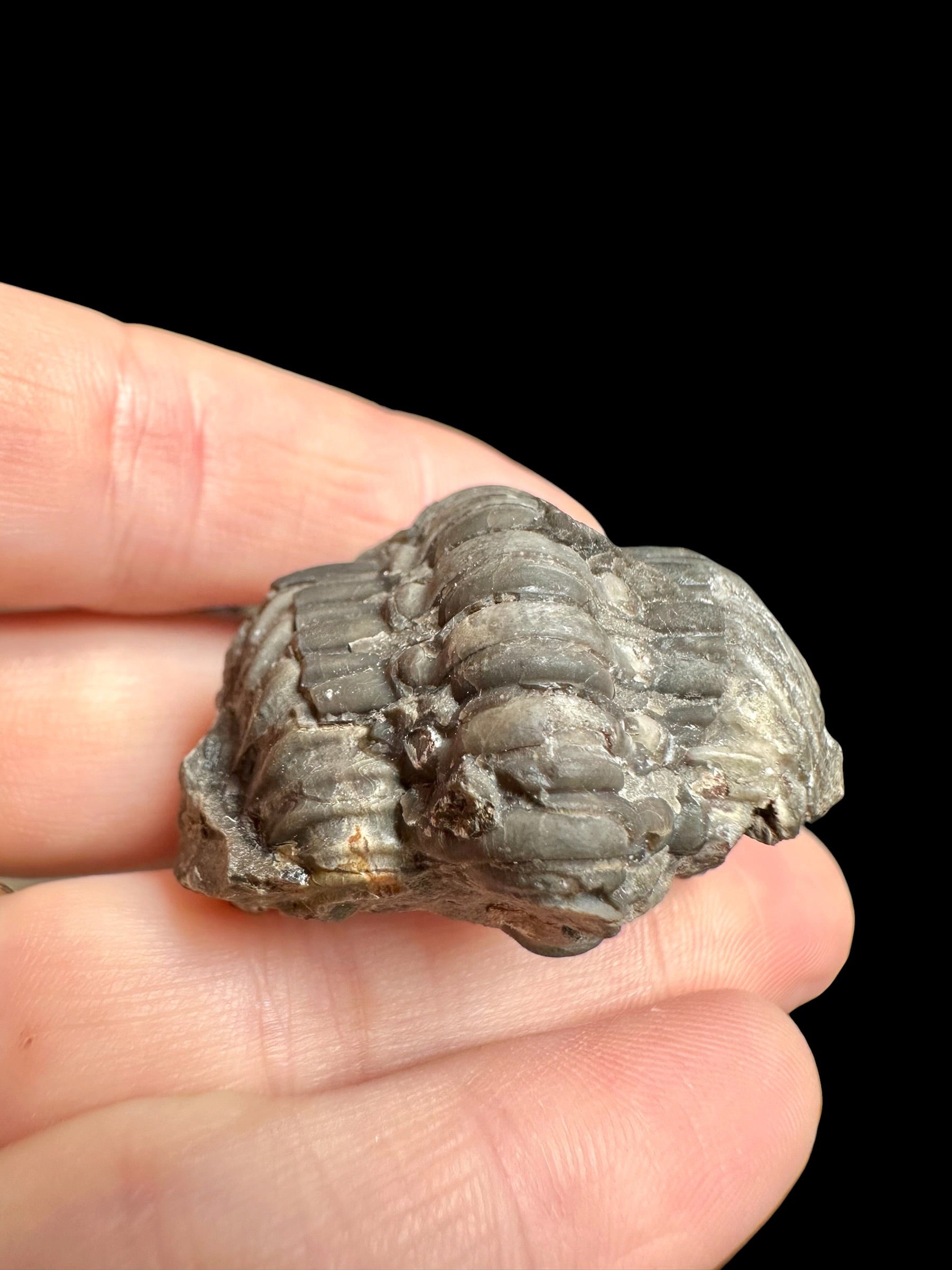 Trilobite Reedops sternbergi – Damil u Tetina, CZ - TN116