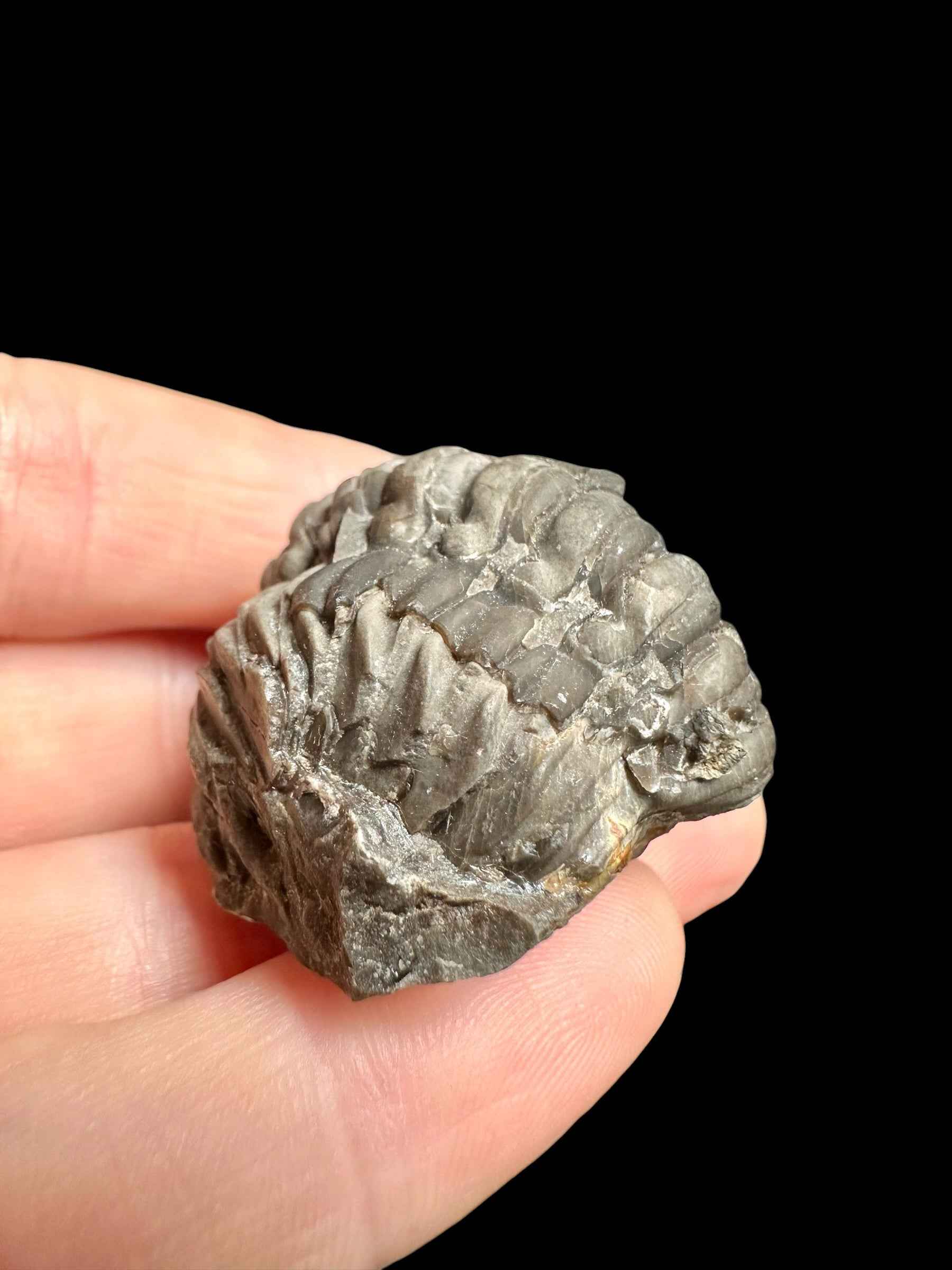 Trilobite Reedops sternbergi – Damil u Tetina, CZ - TN116