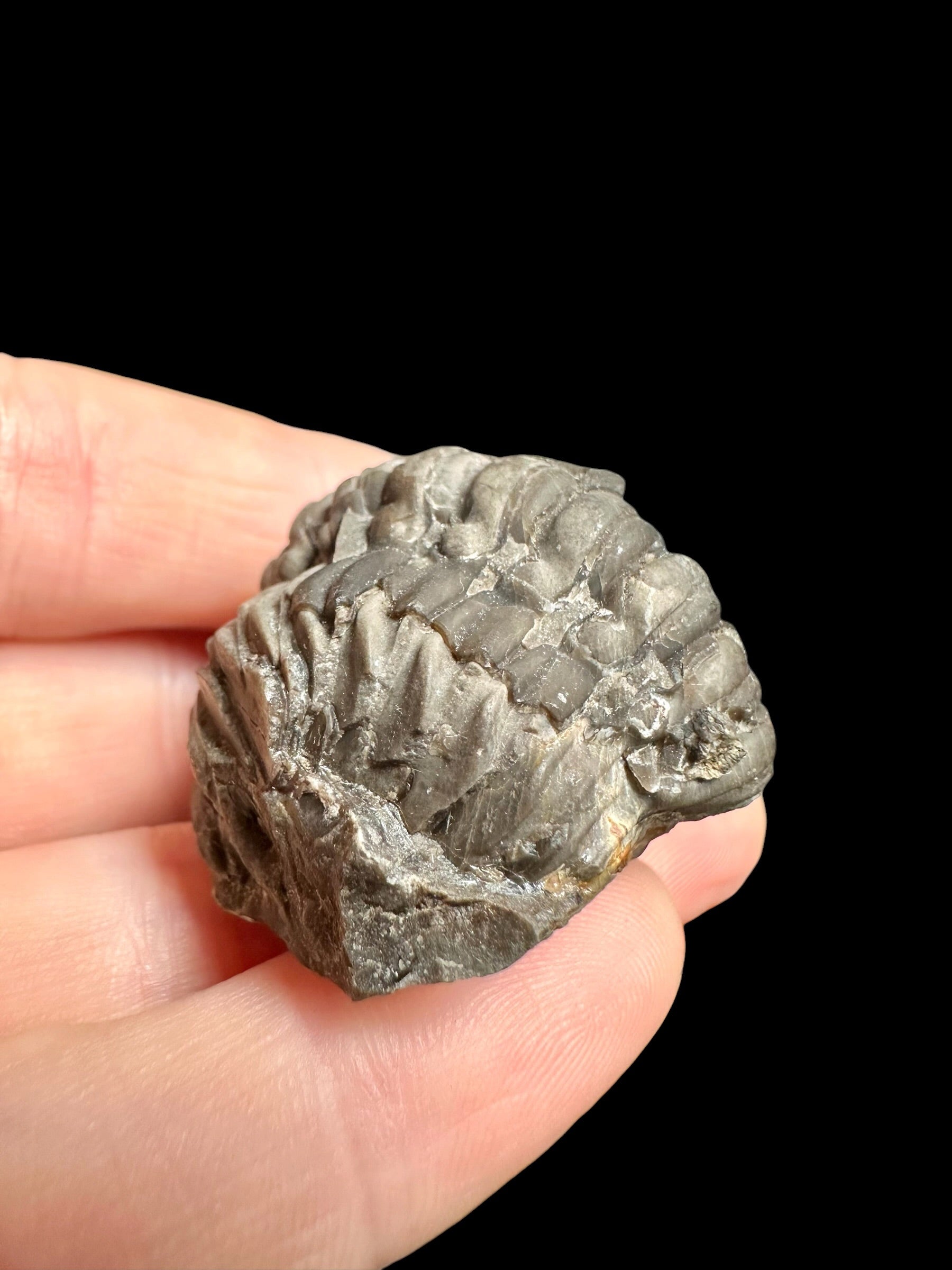 Trilobite Reedops sternbergi – Damil u Tetina, CZ - TN116
