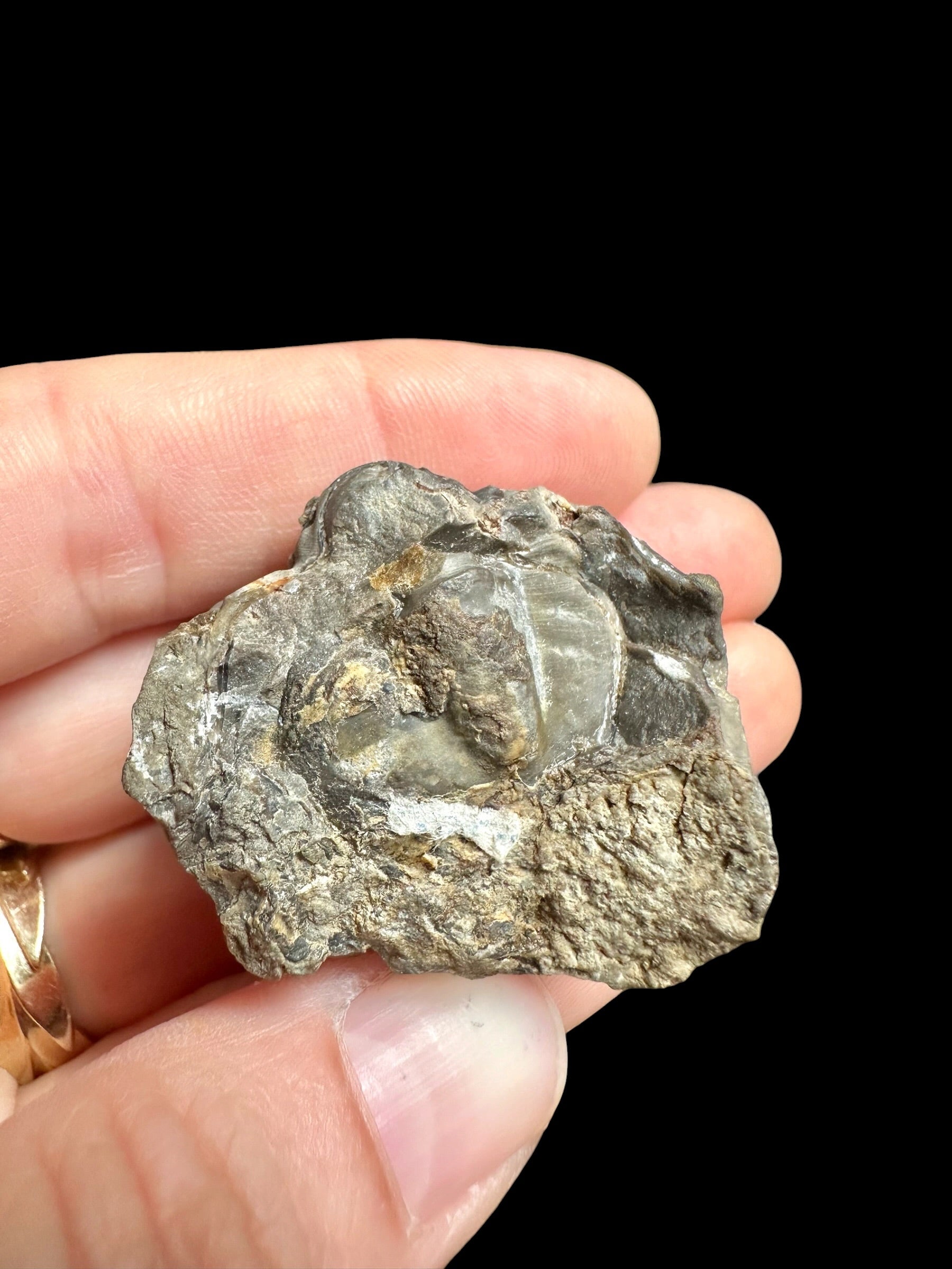 Trilobite Reedops sternbergi – Damil u Tetina, CZ - TN116