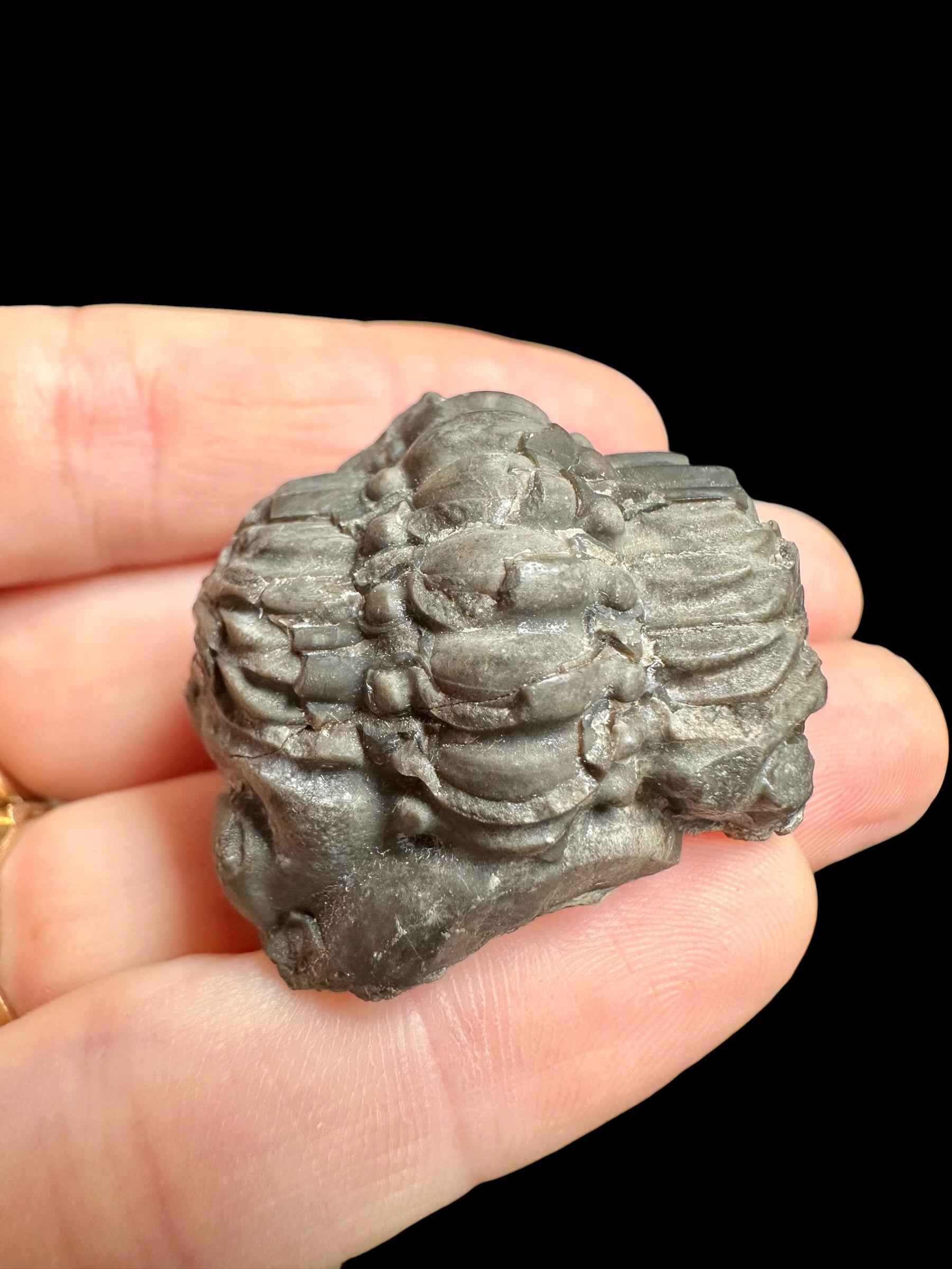 Trilobite Reedops sternbergi – Damil u Tetina, CZ - TN116
