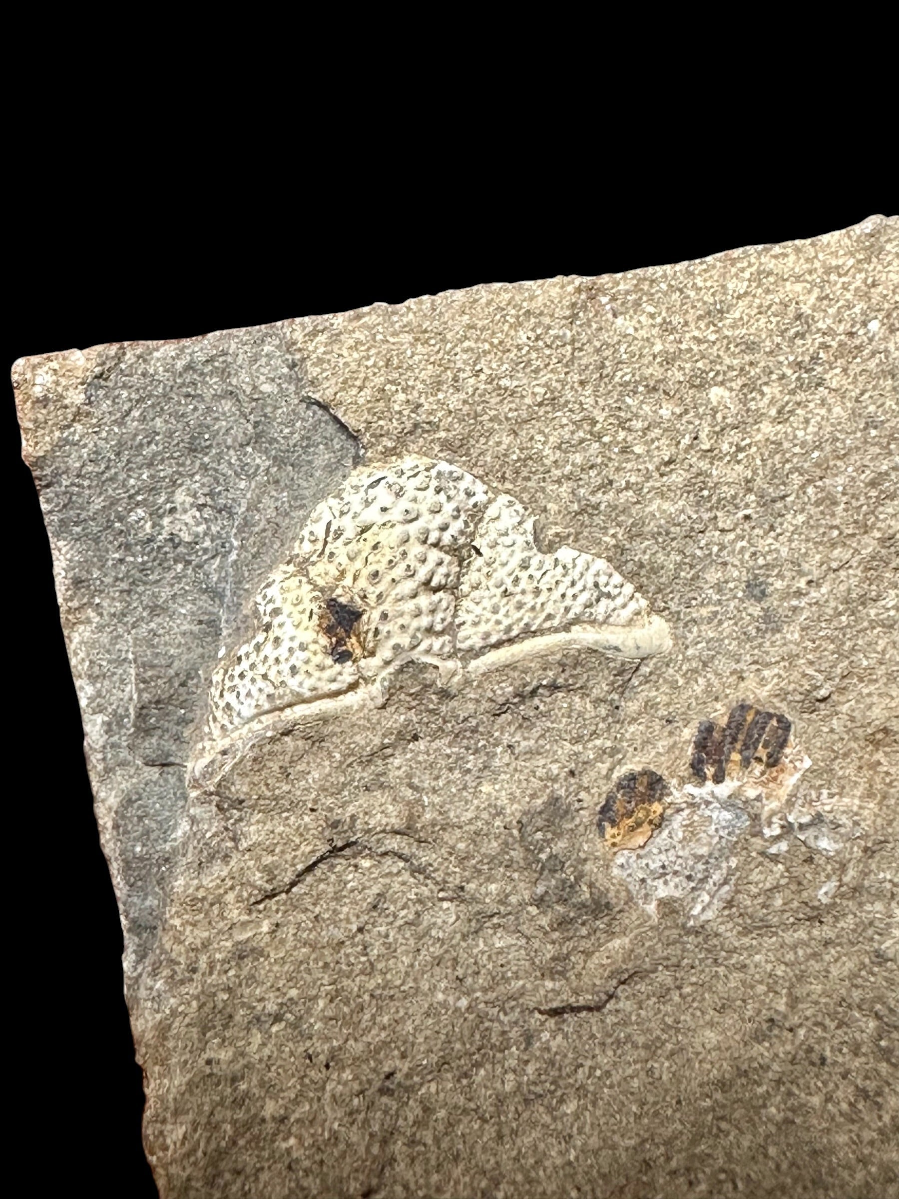 Trilobite Cromus beaumonti – lom Kosov, CZ