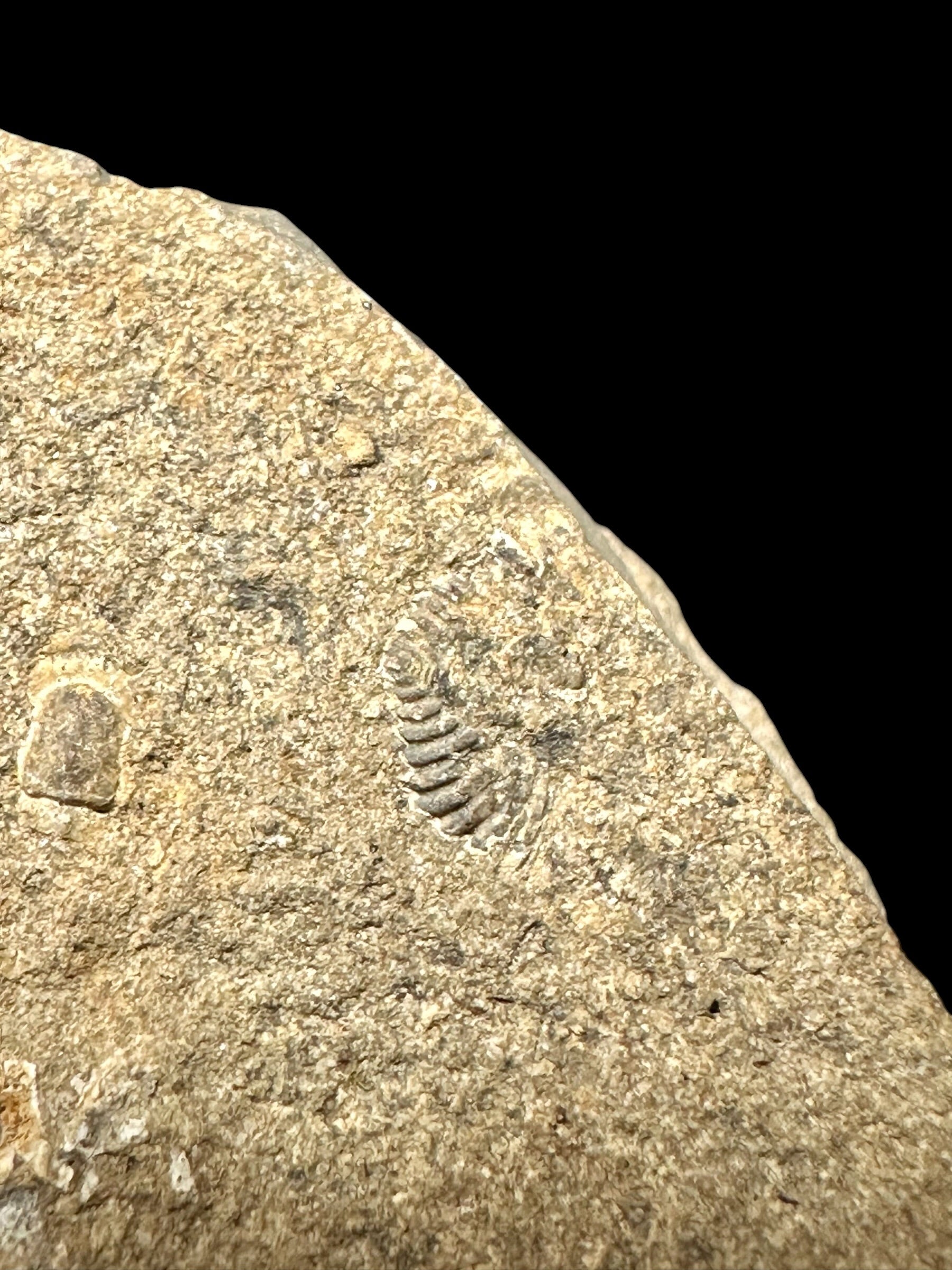 Trilobite Cromus beaumonti – lom Kosov, CZ - TN118