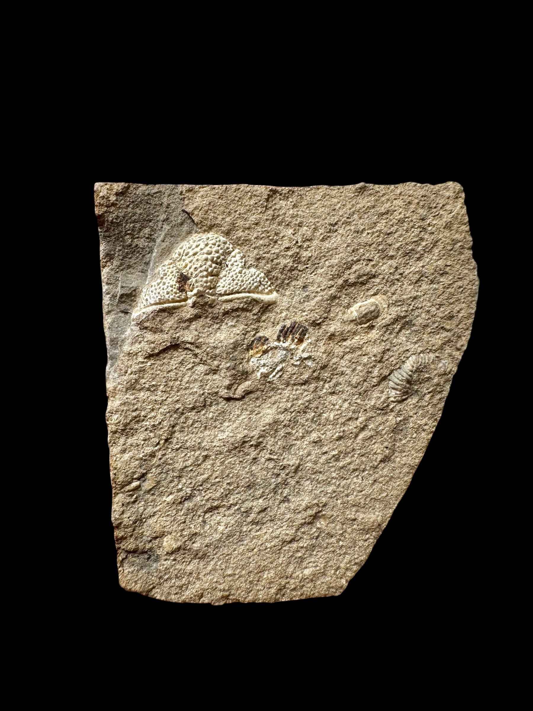 Trilobite Cromus beaumonti – lom Kosov, CZ - TN118