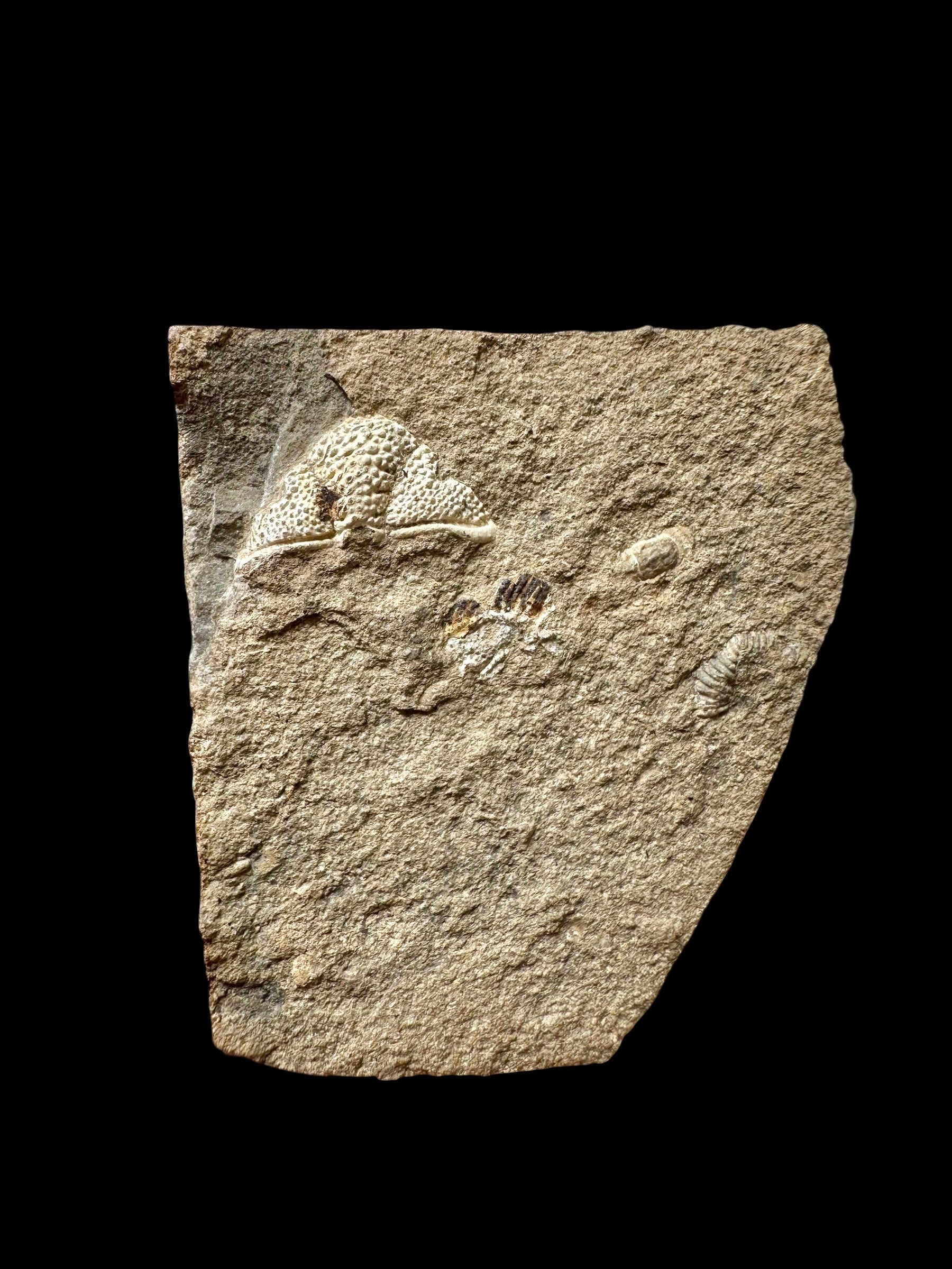 Trilobite Cromus beaumonti – lom Kosov, CZ - TN118