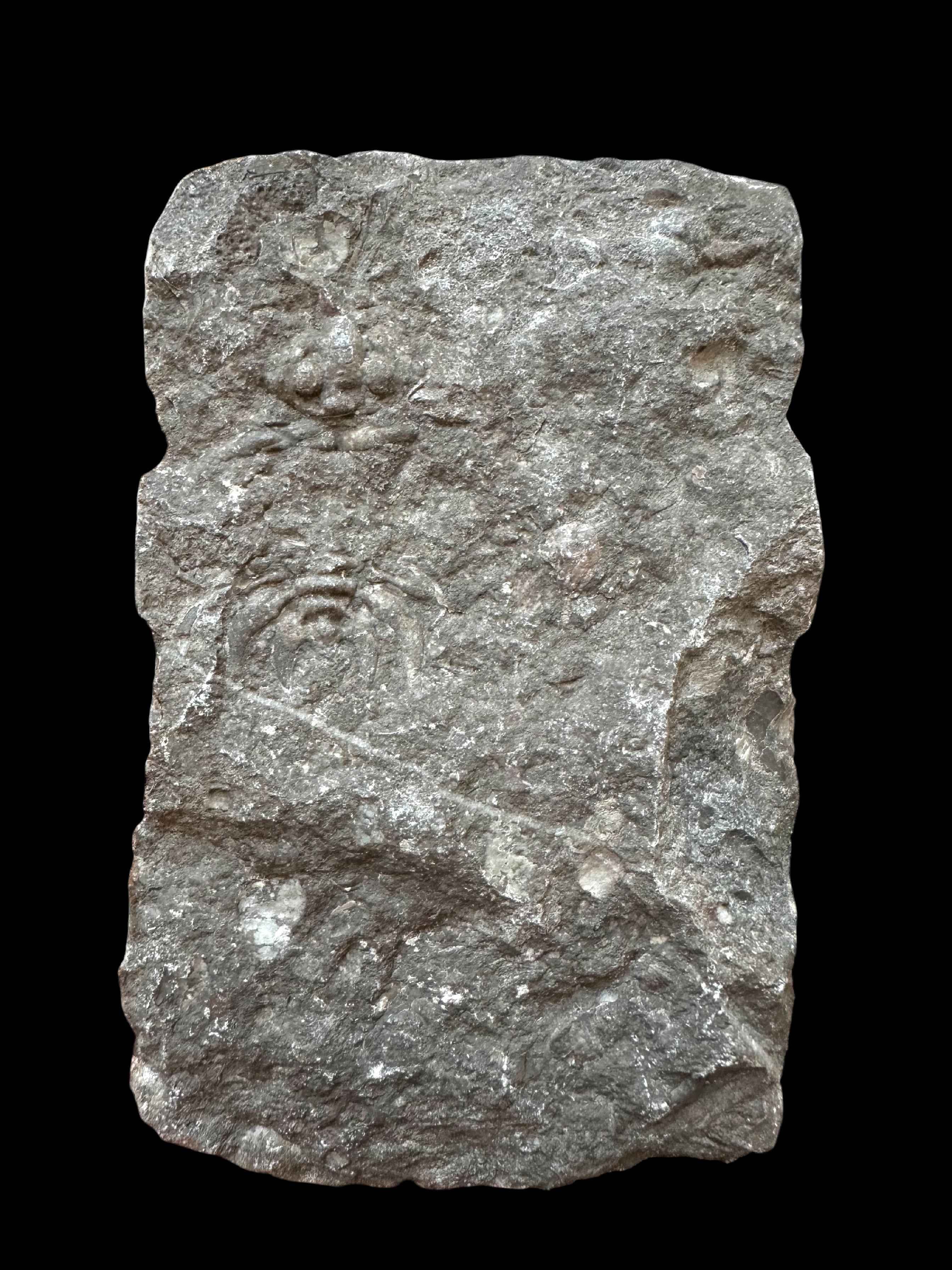 Trilobite Cheirurus – Lodenice u Berouna, CZ - TN120