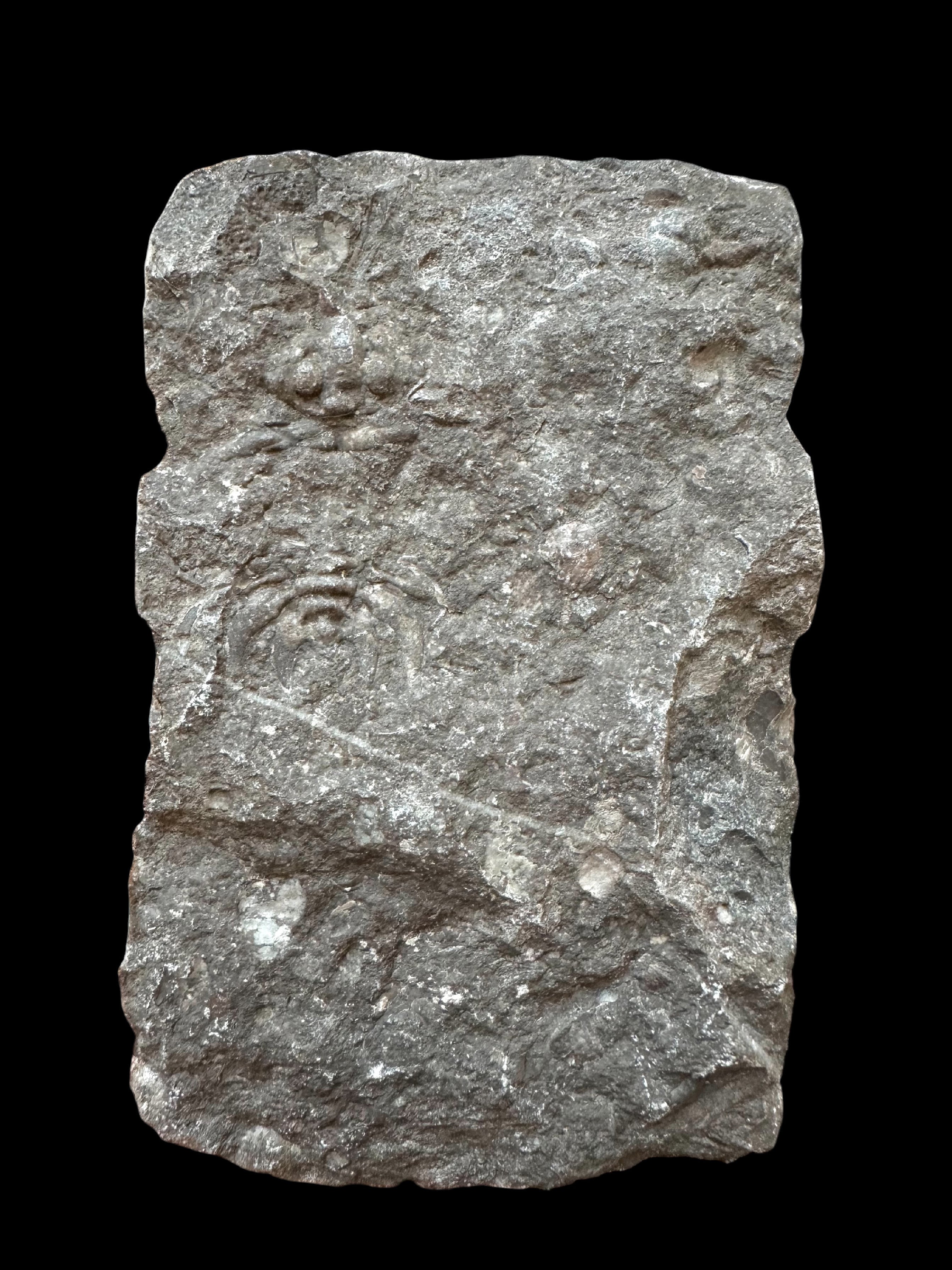 Trilobite Cheirurus – Lodenice u Berouna, CZ - TN120