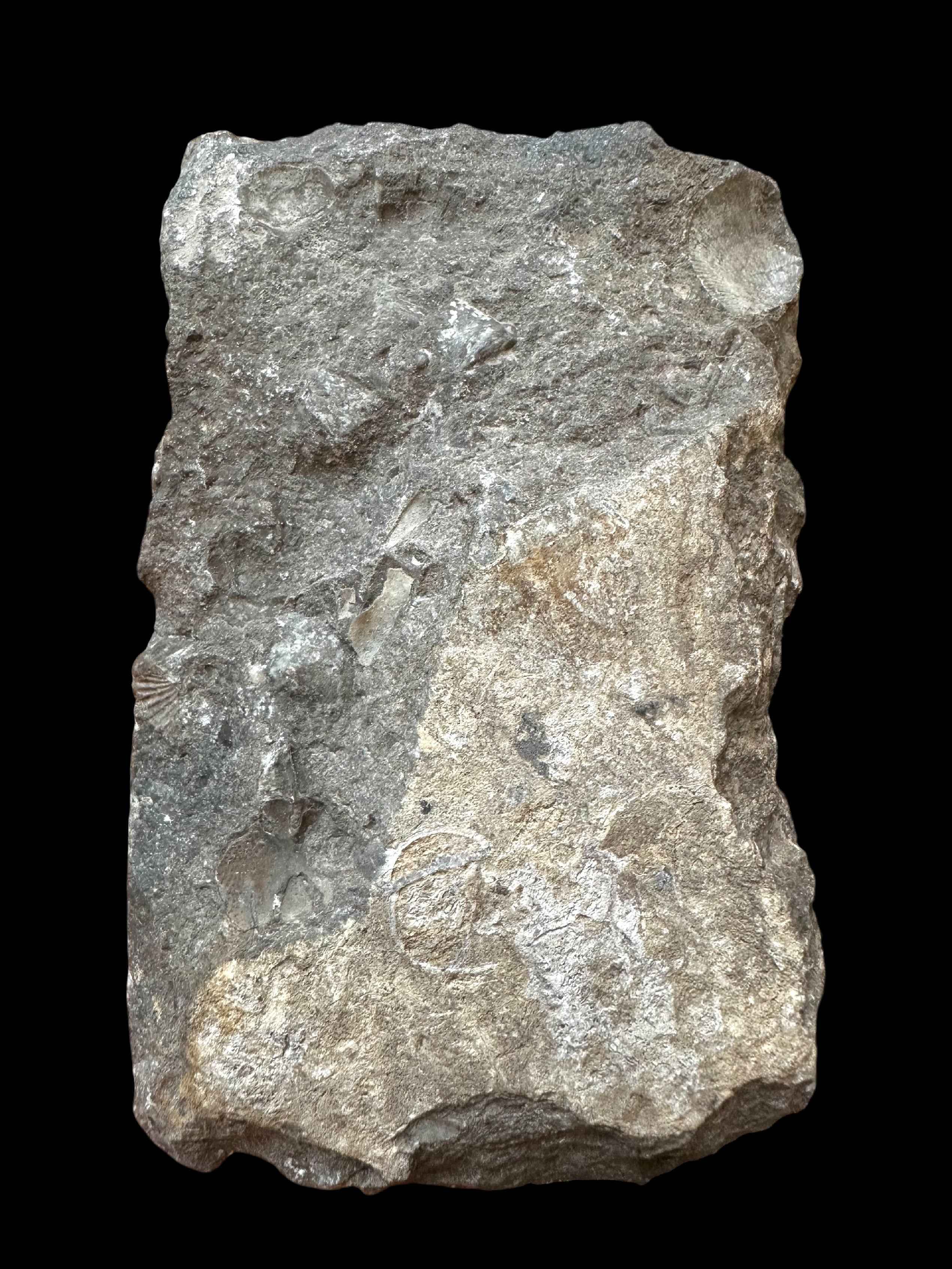 Trilobite Cheirurus – Lodenice u Berouna, CZ - TN120