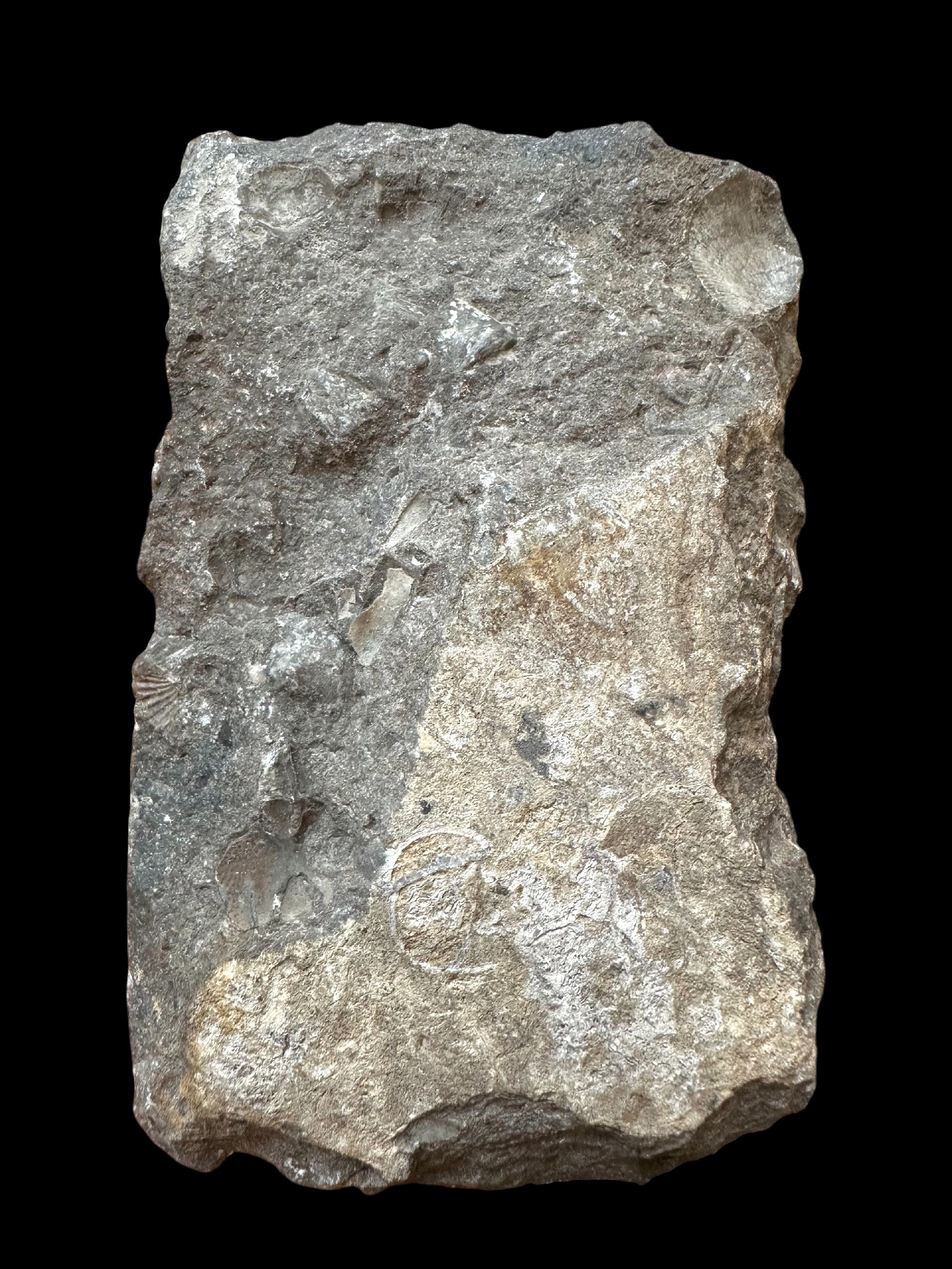 Trilobite Cheirurus – Lodenice u Berouna, CZ - TN120