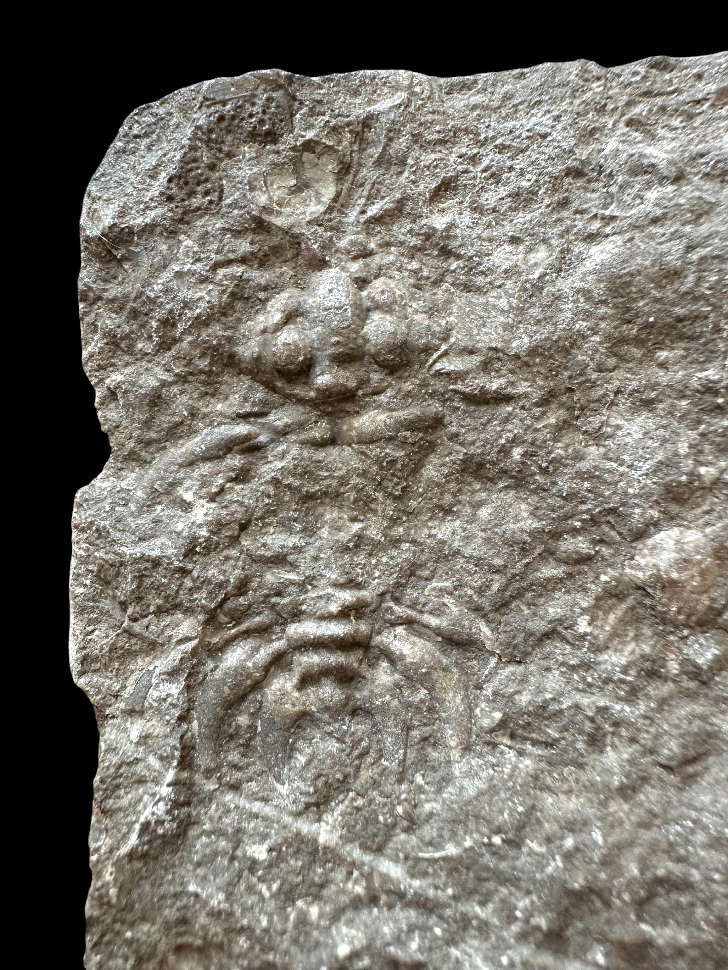 Trilobite Cheirurus – Lodenice u Berouna, CZ - TN120