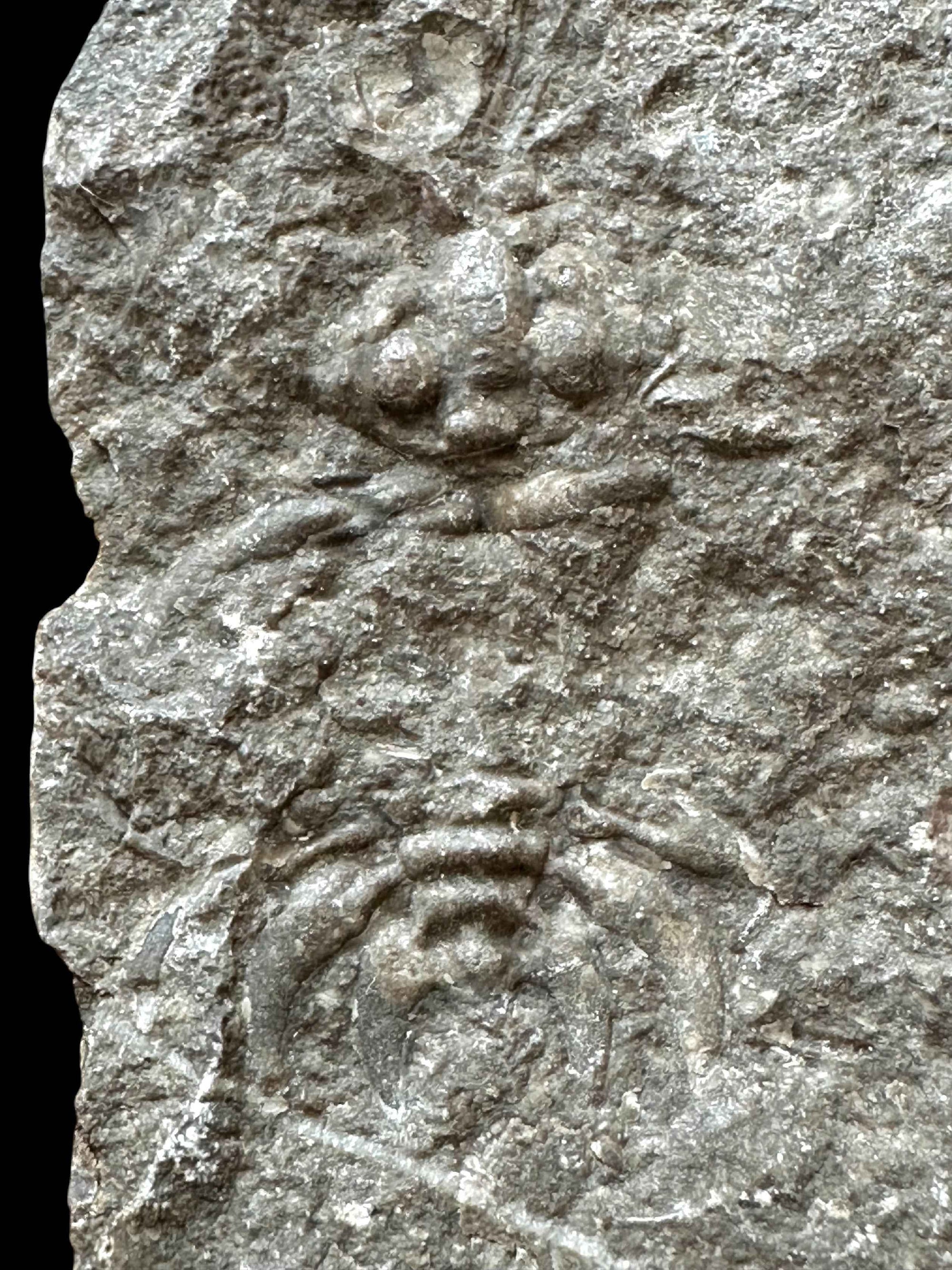 Trilobite Cheirurus – Lodenice u Berouna, CZ - TN120