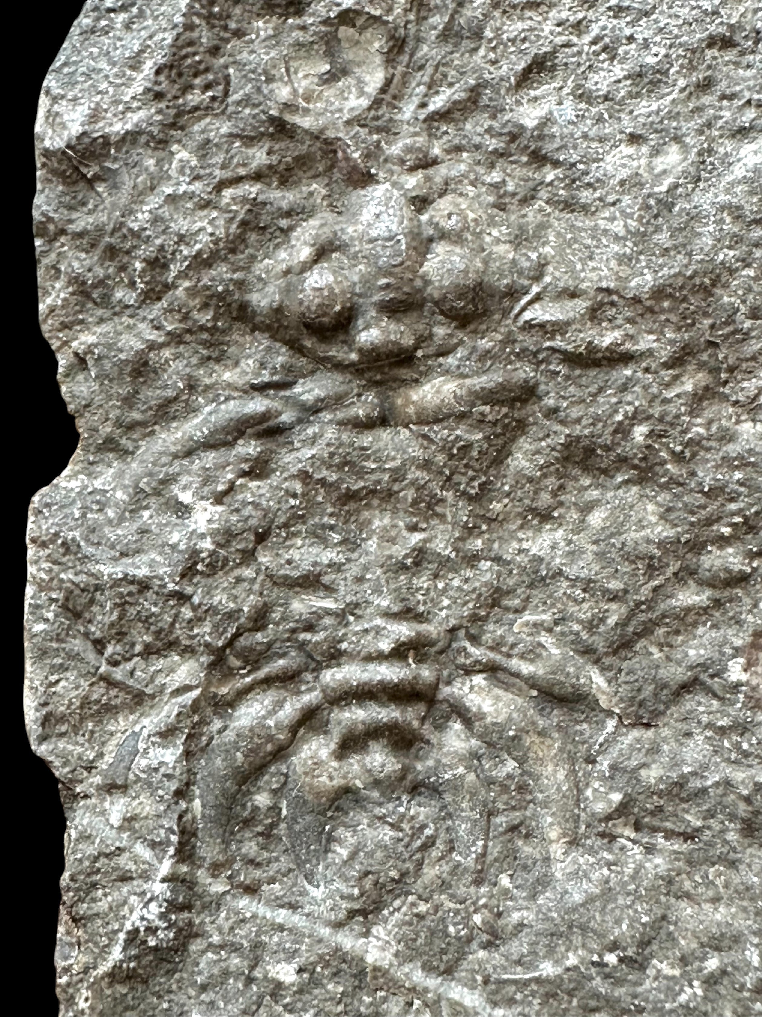 Trilobite Cheirurus – Lodenice u Berouna, CZ