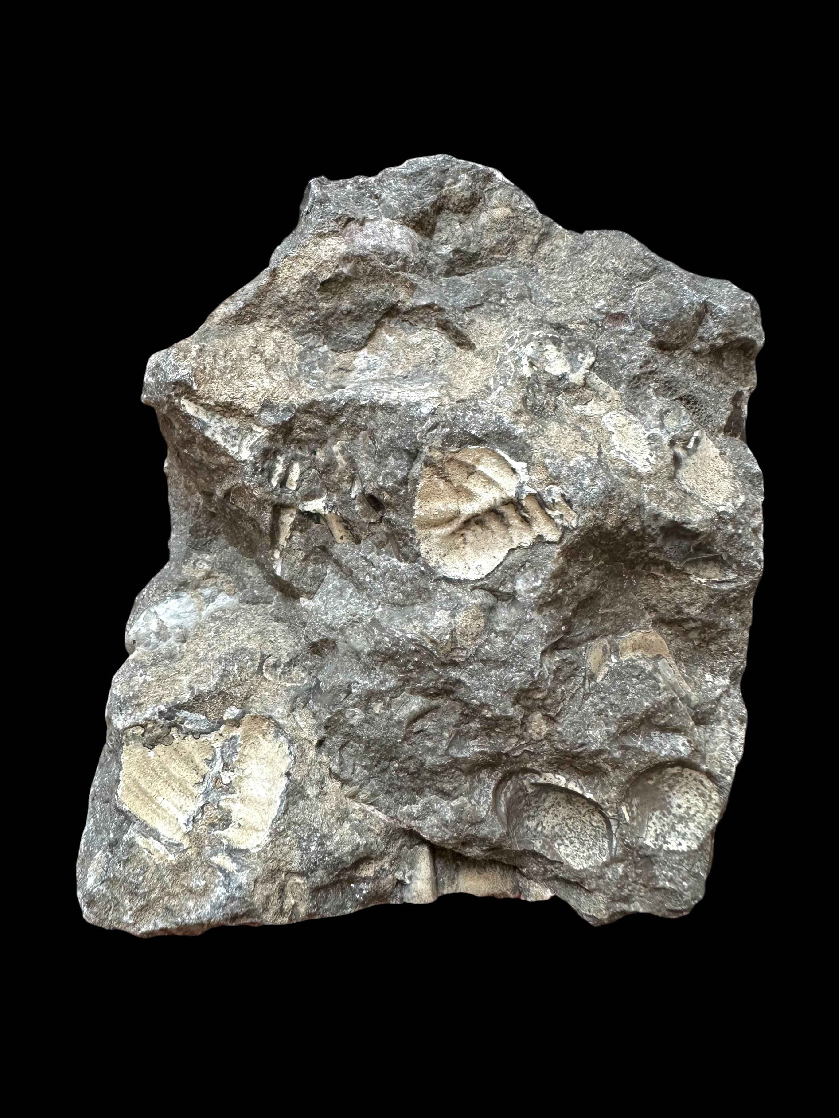 Trilobite Cheirurus insignis – Svaty Jan, CZ - TN121