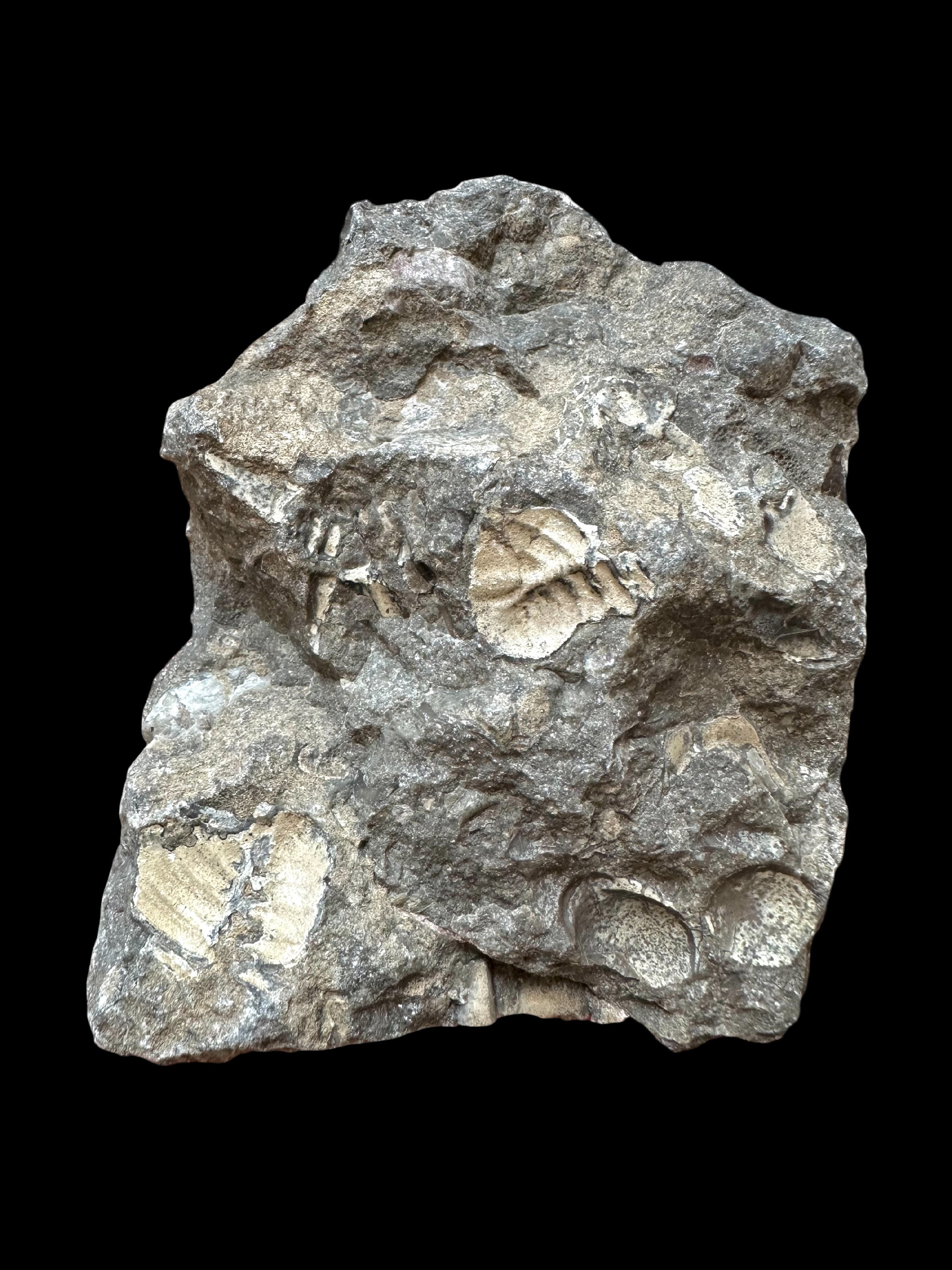 Trilobite Cheirurus insignis – Svaty Jan, CZ - TN121
