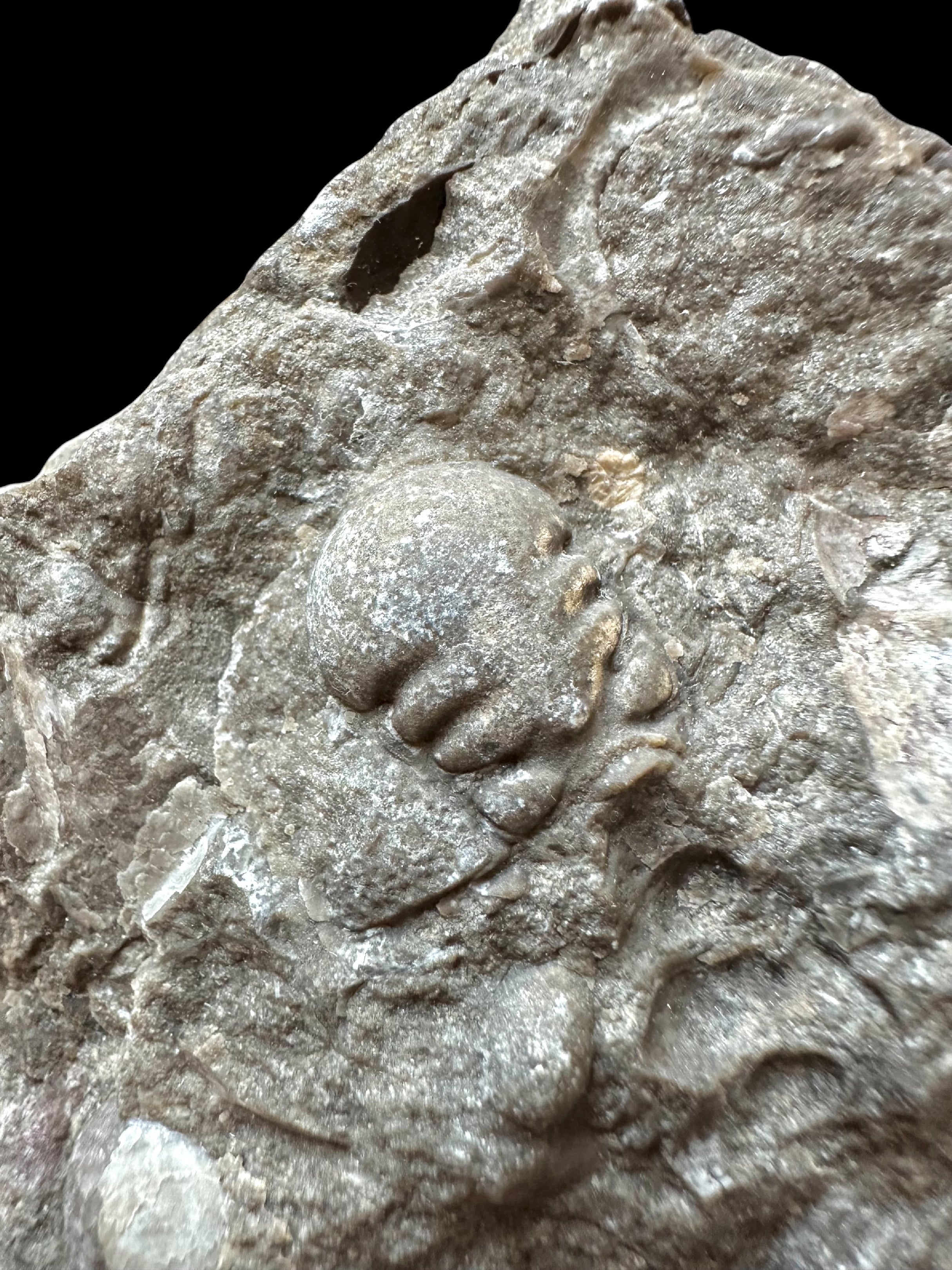 Trilobite Cheirurus insignis – Svaty Jan, CZ - TN121