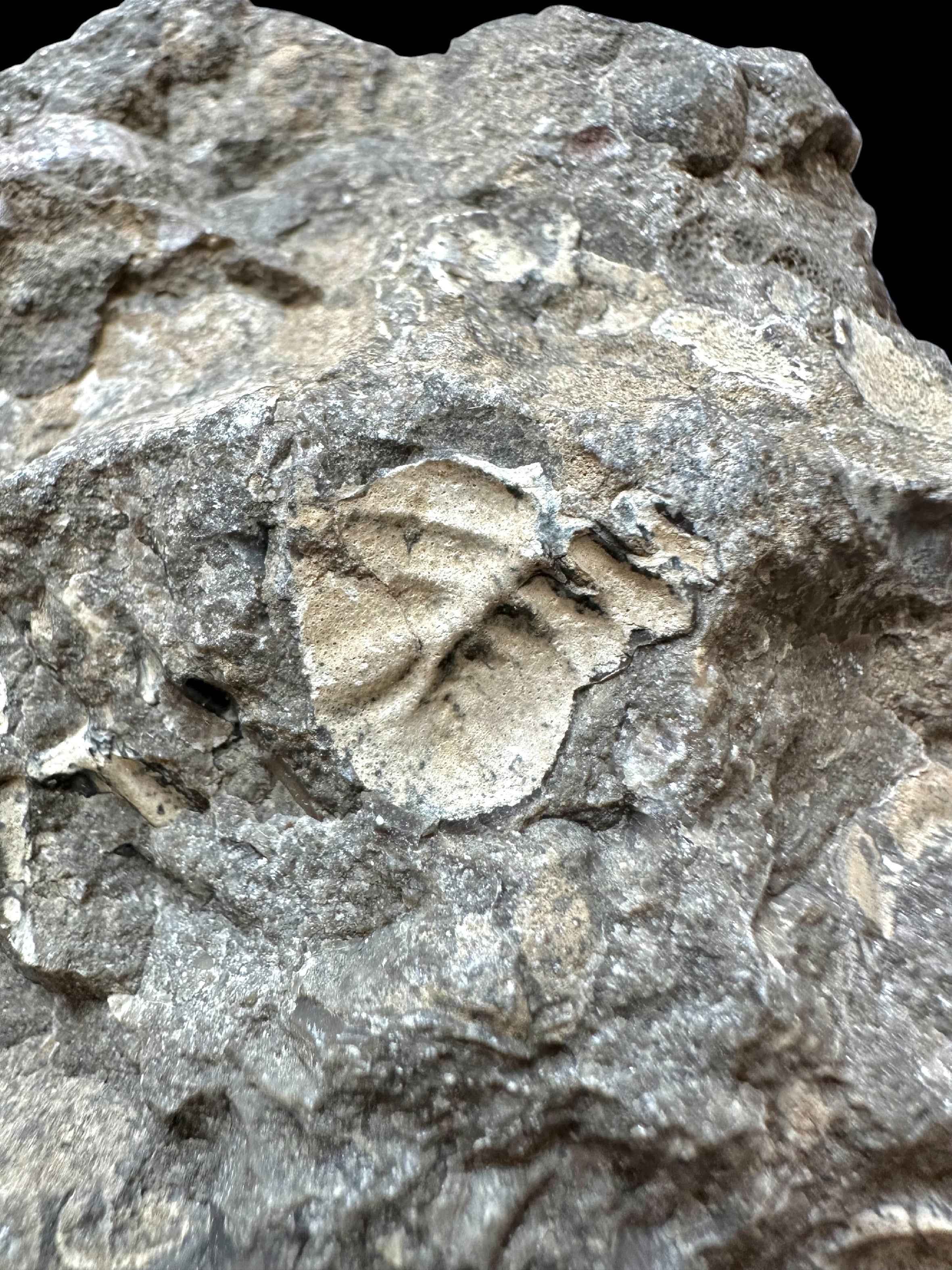 Trilobite Cheirurus insignis – Svaty Jan, CZ - TN121