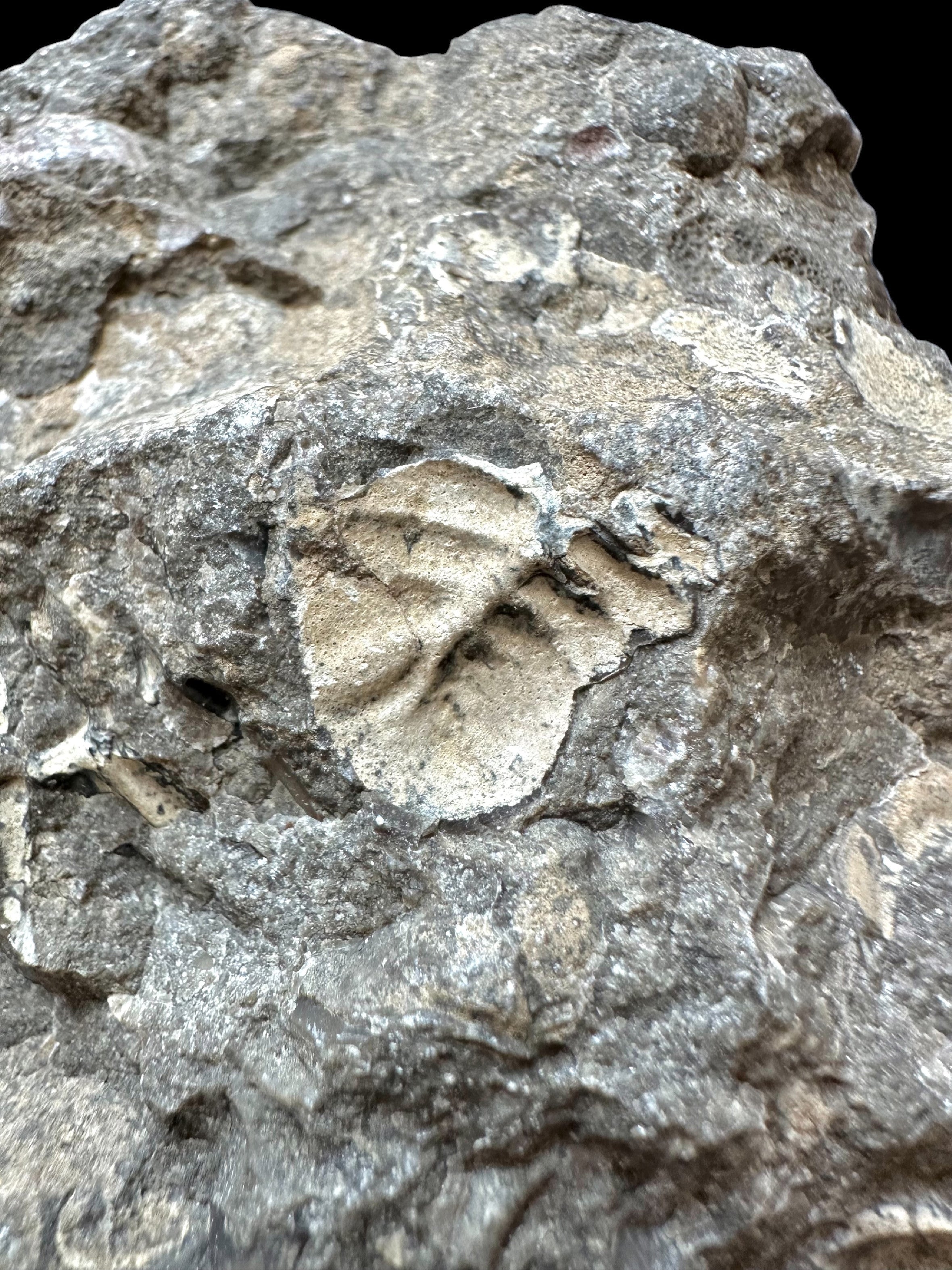Trilobite Cheirurus insignis – Svaty Jan, CZ - TN121