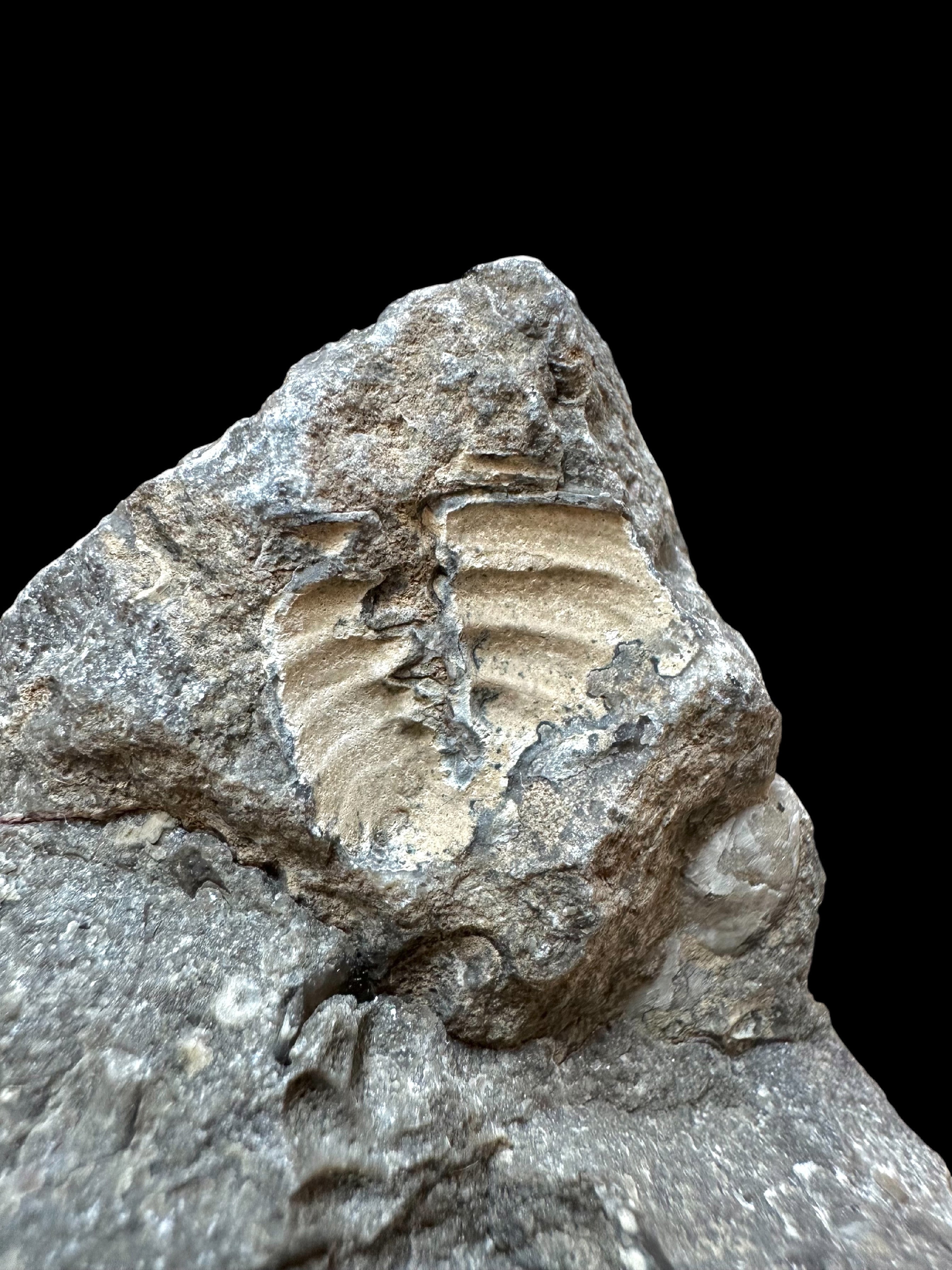 Trilobite Cheirurus insignis – Svaty Jan, CZ - TN121
