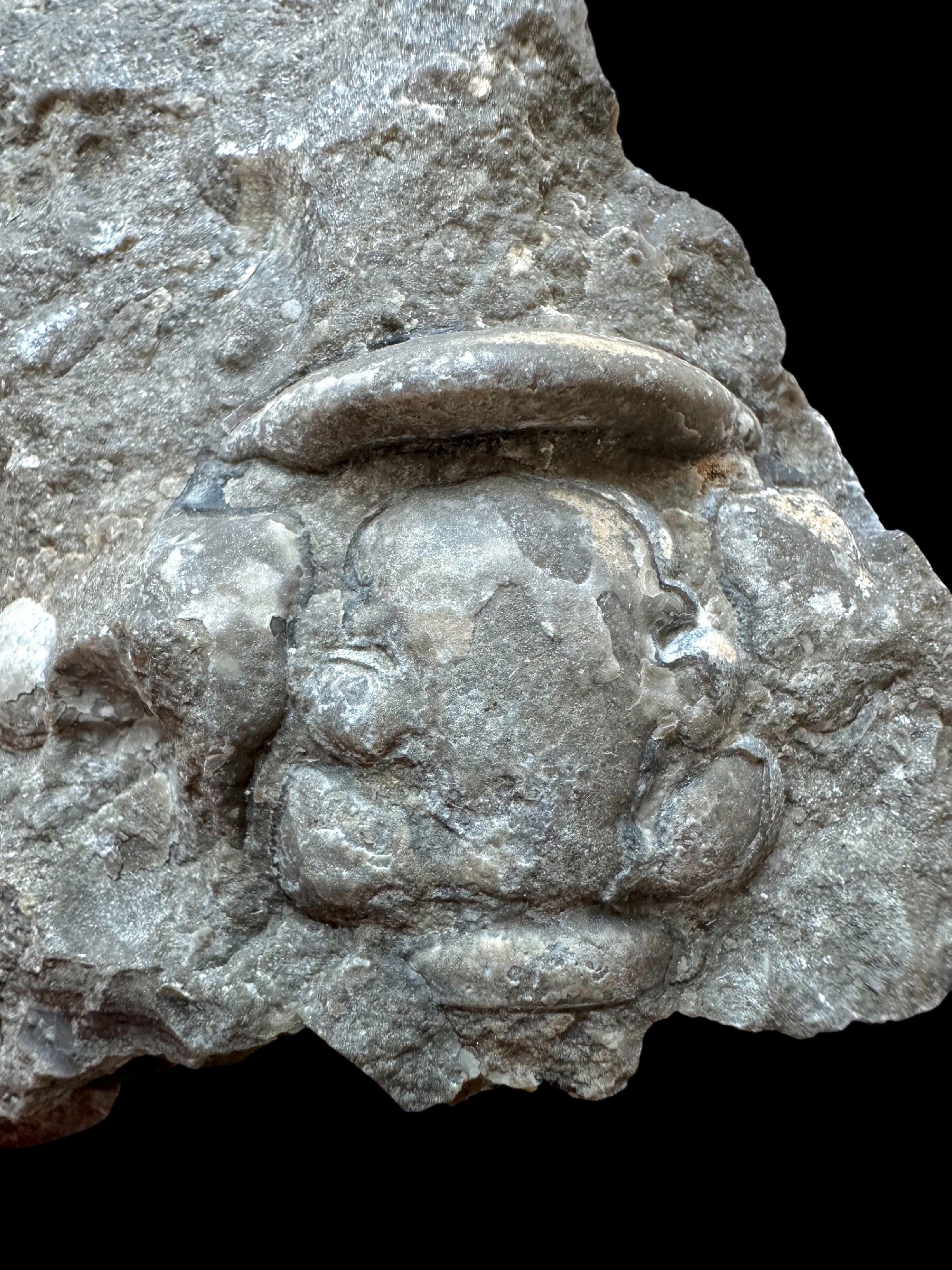 Trilobite Cheirurus insignis – Svaty Jan, CZ - TN121