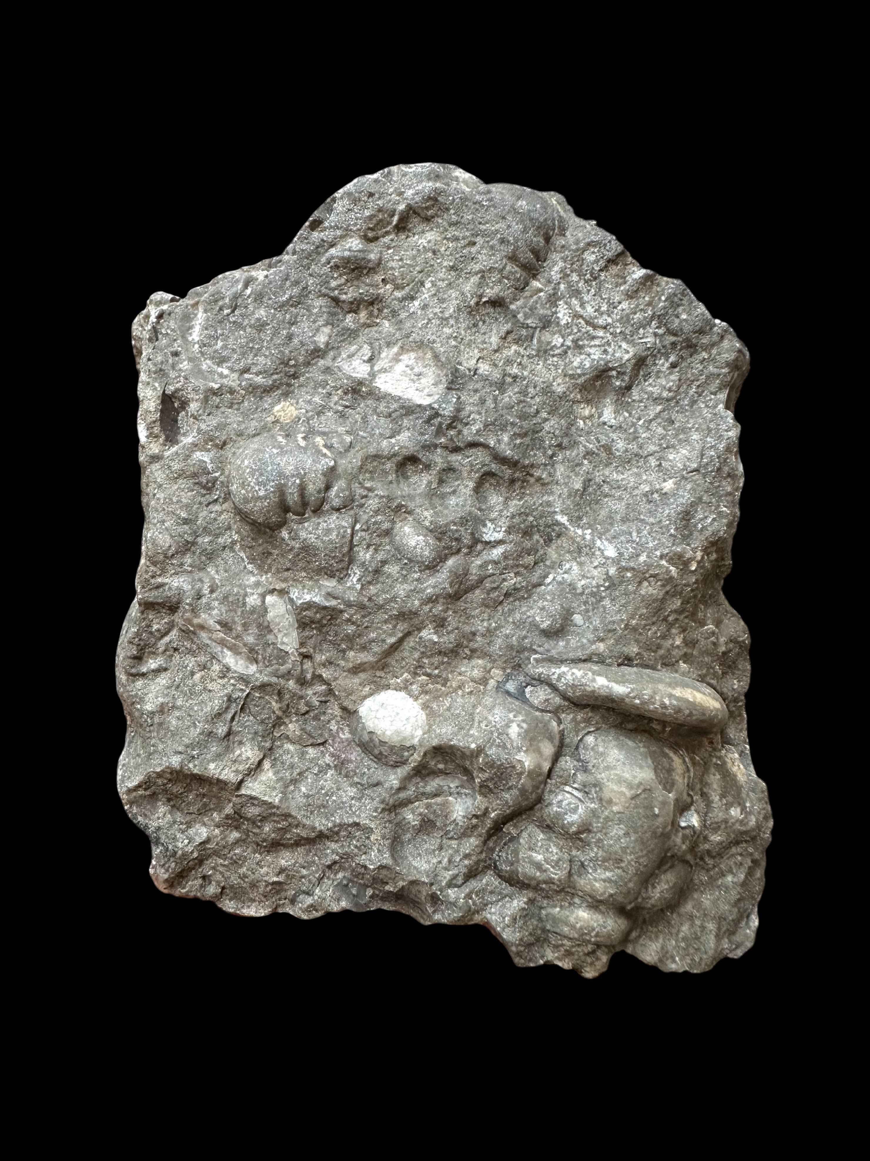 Trilobite Cheirurus insignis – Svaty Jan, CZ - TN121