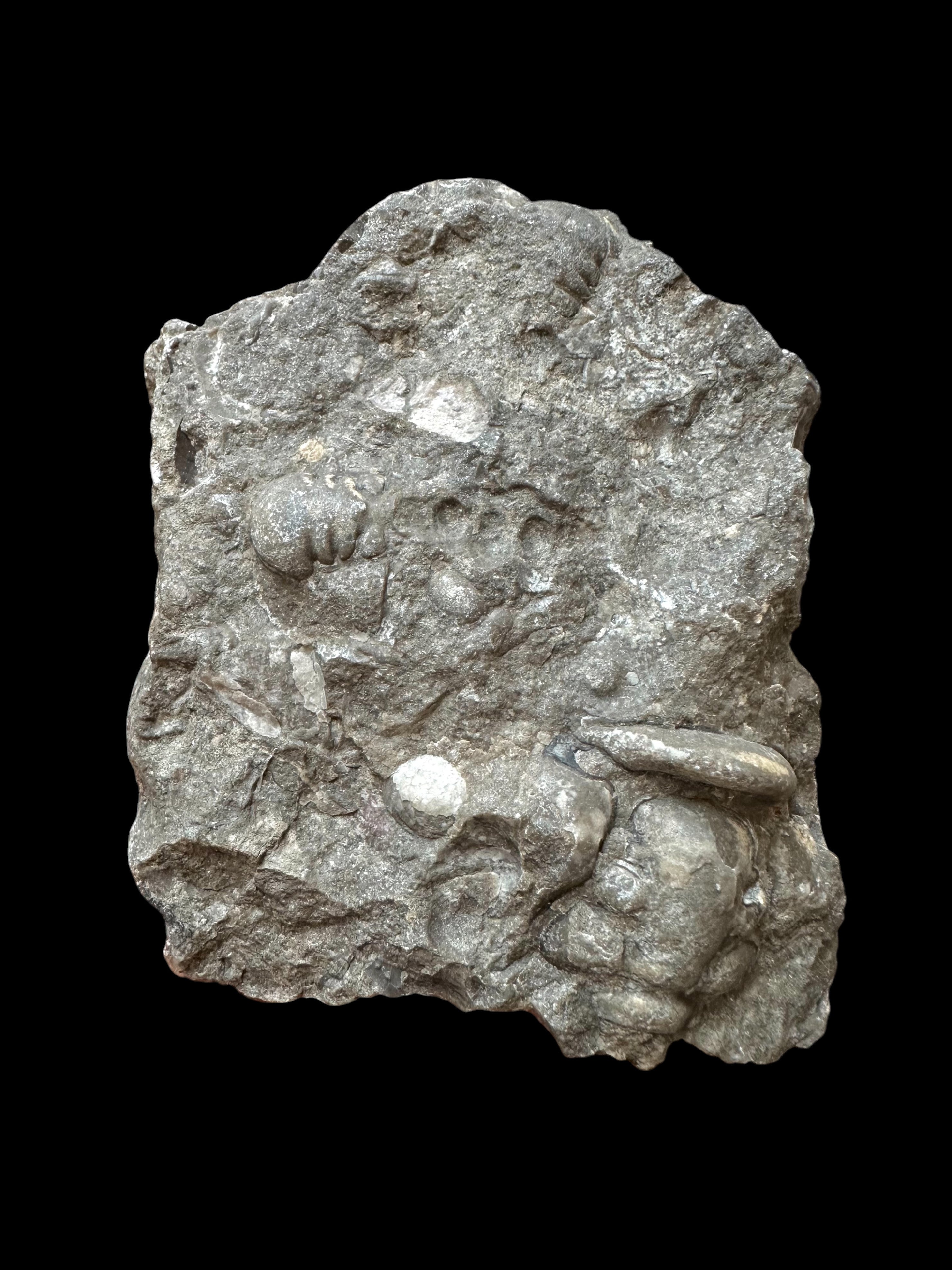Trilobite Cheirurus insignis – Svaty Jan, CZ