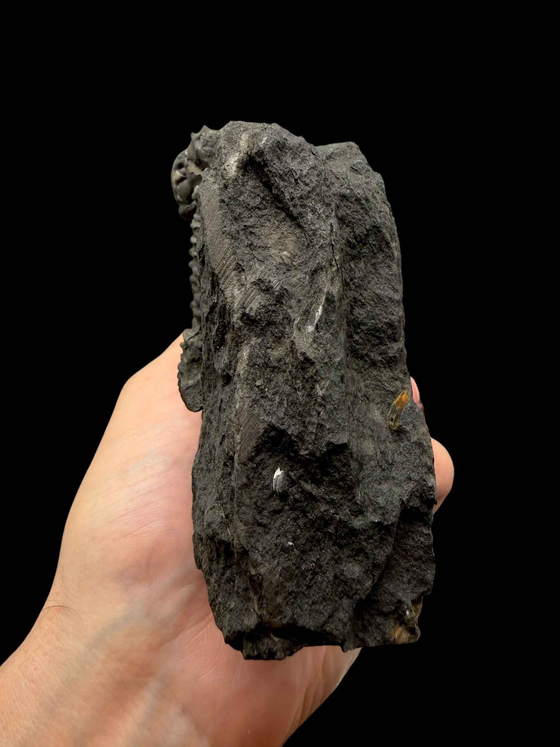 Trilobite Flexicalymene pragensis – Metro D, Praha, CZ - TRD03