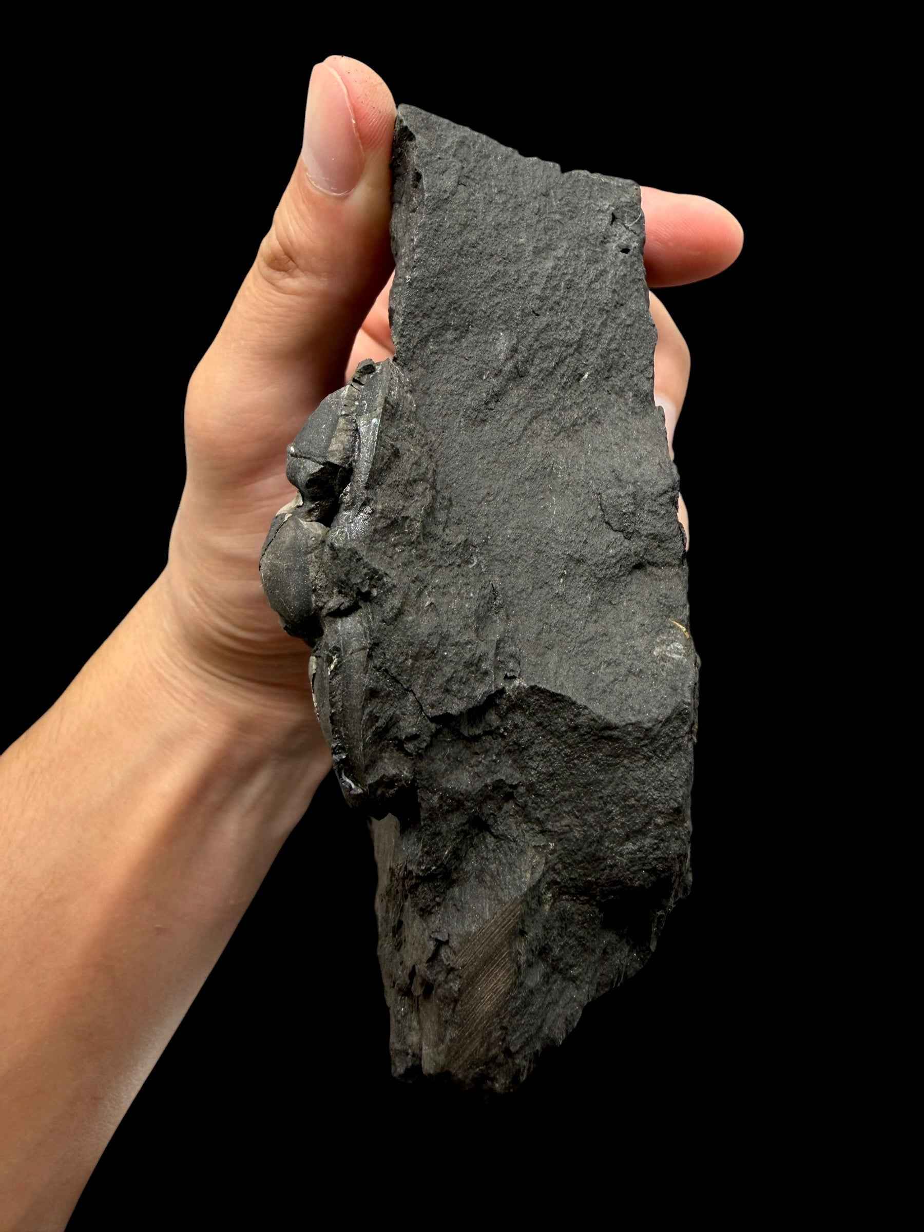 Trilobite Flexicalymene pragensis – Metro D, Praha, CZ - TRD03