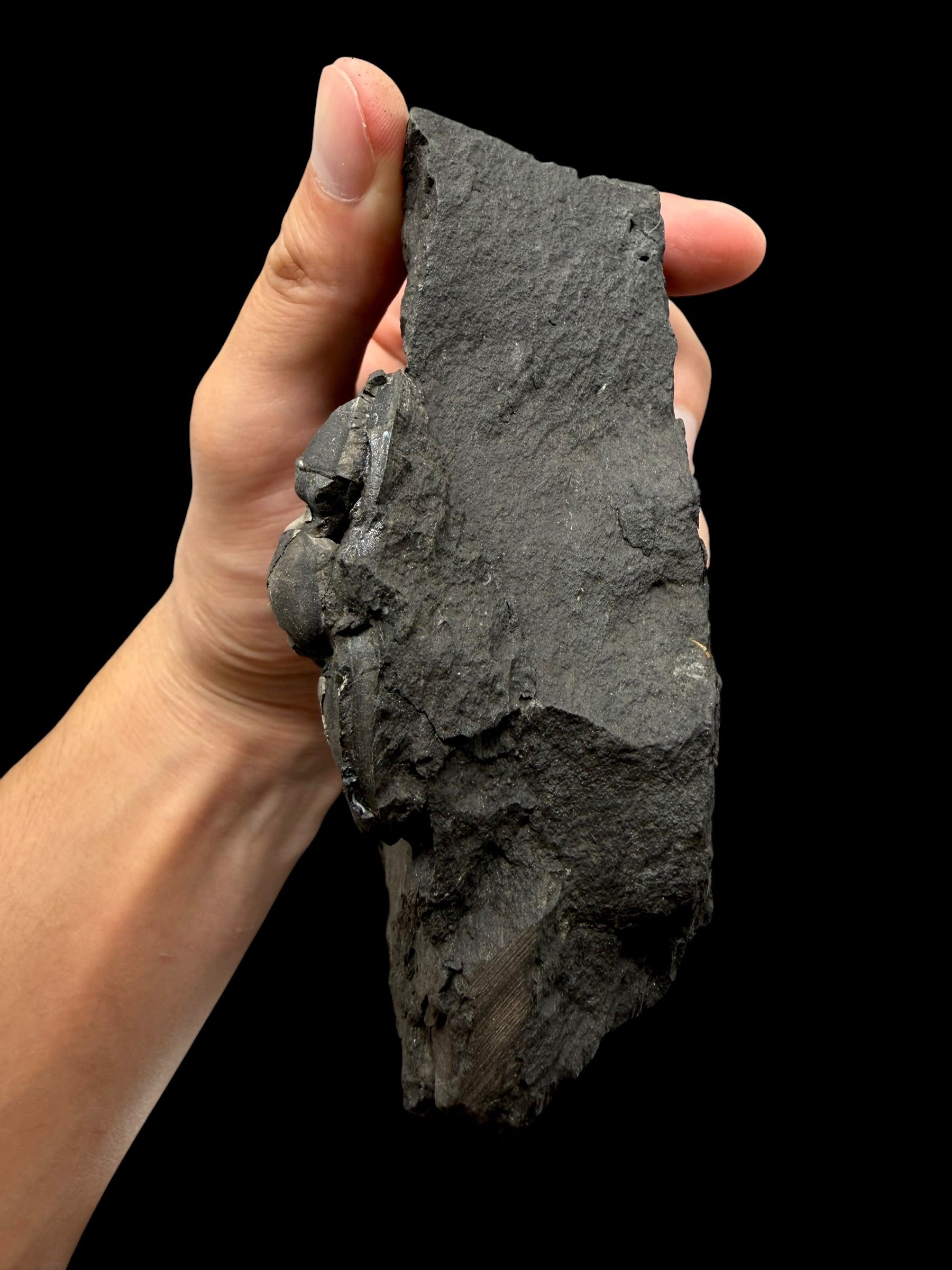 Trilobite Flexicalymene pragensis – Metro D, Praha, CZ - TRD03